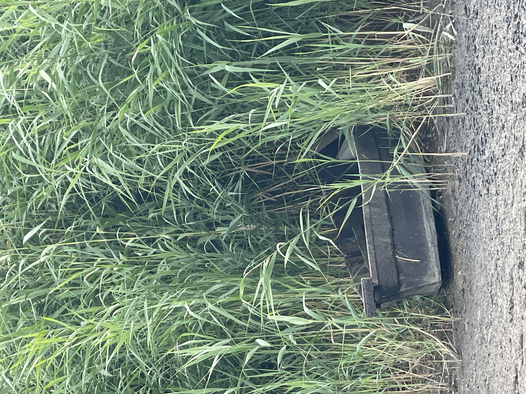 An old, dark-colored wooden boat sits partially submerged in thick, green reeds on the muddy bank of a waterway. The boat is tilted, with its stern resting lower than its bow. The reeds are tall and dense, obscuring much of the boat and creating a secluded, overgrown atmosphere. The ground in front of the boat is a mixture of mud and small stones, suggesting a rough terrain. The scene appears to be in a natural or semi-natural setting, possibly a marsh or riverbank, with no visible signs of urban development or human activity beyond the presence of the boat. The location is not specifically identifiable as Manta, Moldova based solely on the visual information provided.