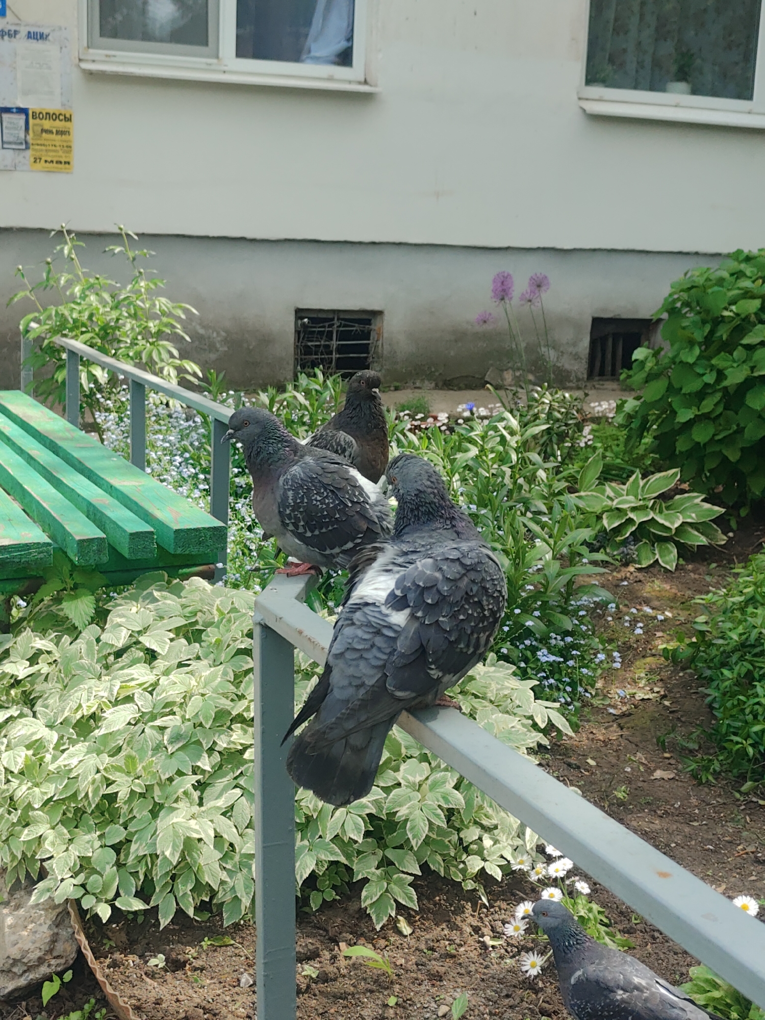 Four pigeons are observed in a garden setting in what appears to be Chaikovsky, Russia. Three pigeons are perched on a gray metal railing adjacent to a green bench. Dense vegetation surrounds the railing and bench. In the background is a building with two visible windows and two barred basement windows. A commercial advertisement is attached to the building. A fourth pigeon is seen on the ground in the lower right corner.