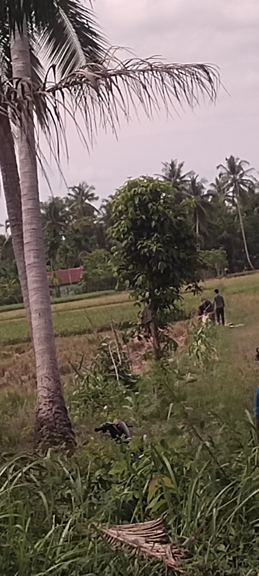 The image depicts a rural scene in Aluekeujruen, Indonesia. Two coconut palm trees stand prominently on the left side of the image. In the background, there are additional coconut palm trees and a dense collection of green trees. There is a rice paddy stretching across the scene with a small red-roofed structure visible in the background. Several people are visible in the middle ground, engaged in an activity alongside the rice paddy. In the foreground, there is dense green vegetation, including tall grasses. There appears to be a motorcycle parked or moving within the vegetation.