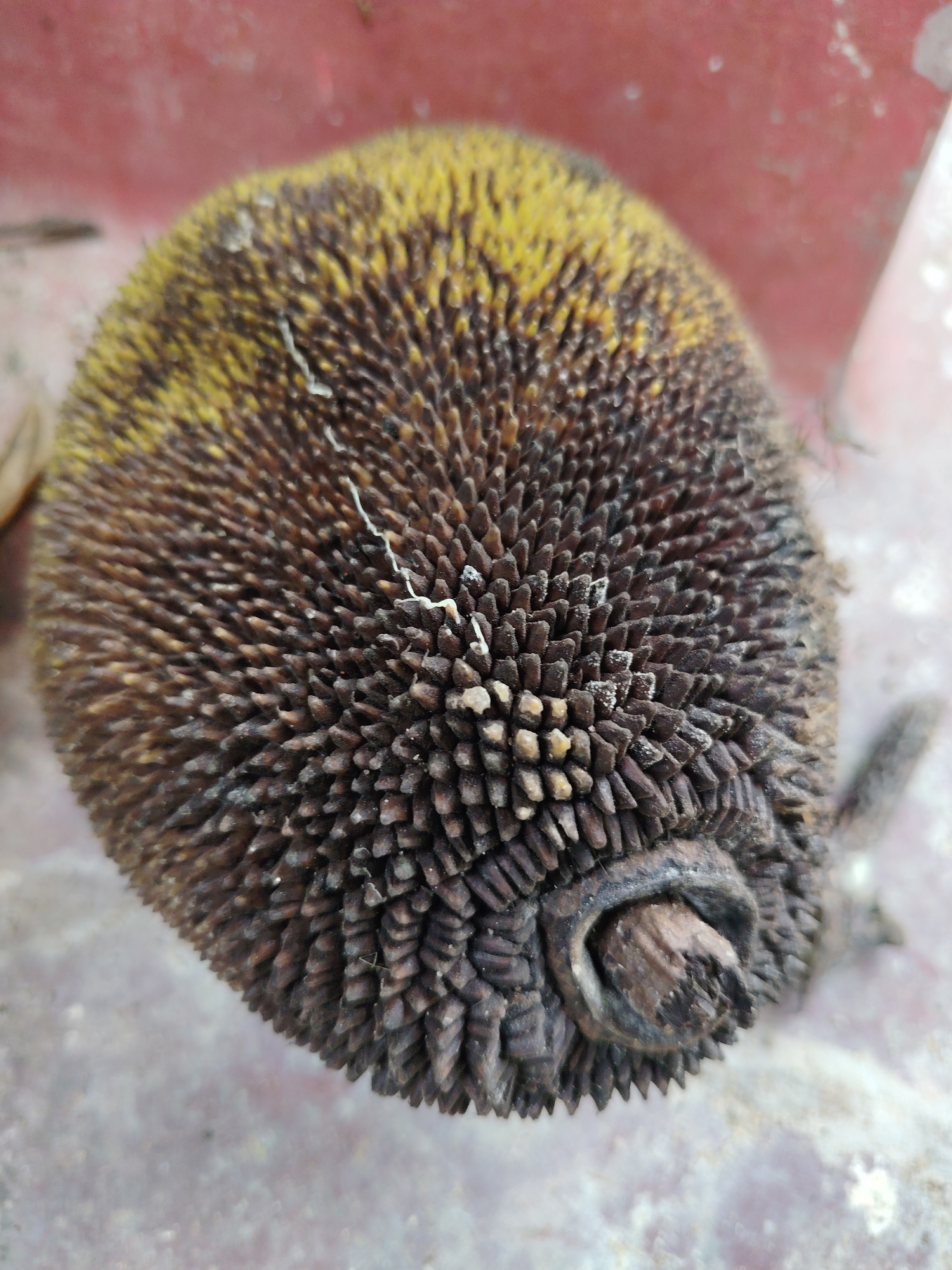 The image presents a close-up, top-down view of a distinctive, roughly spherical object. This object is primarily dark brown and densely covered with numerous small, sharp, conical or pyramidal protrusions, giving it a spiky and rugged texture. Towards one side, particularly the upper left, the dark brown gives way to patches of dull yellow coloration, suggesting a stage of ripening, drying, or decay. Several thin, white, thread-like structures are visible scattered across its surface. At one end, a dark, woody, and irregular stem or attachment point is prominent.
The object rests on a light-colored, textured surface, possibly concrete or stone, which appears slightly blurry. Behind the object, in the upper portion of the frame, there is a blurred background of a reddish-brown hue. No specific activity or event is taking place, as the object is stationary. The lighting appears diffused and even, without strong shadows, making it difficult to determine the exact time of day or specific weather conditions. No text is visible anywhere in the image.