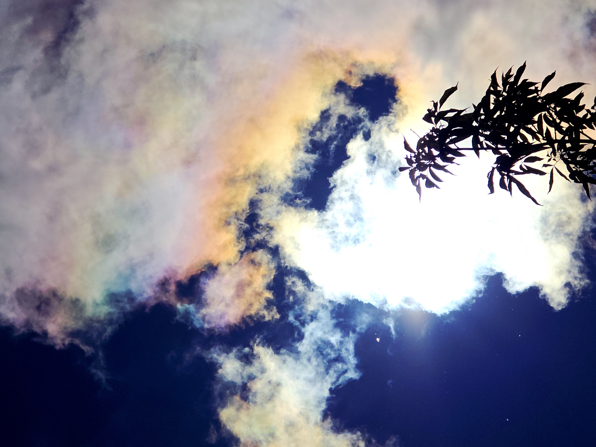 The image presents a vibrant and high-contrast view of the sky, showcasing a striking display of cloud iridescence. A significant portion of the clouds, particularly across the upper and central areas, glows with a spectrum of colors including pinks, purples, blues, greens, yellows, and oranges, appearing in soft, patchy formations.
In the lower right and center-right, an intensely bright, overexposed light source, most likely the sun, shines powerfully through and behind the clouds, creating a strong highlight and some lens flare. This backlighting silhouettes a section of tree branches and leaves in the upper right quadrant, rendered in dark tones against the bright and colorful sky. The distinct shapes of the leaves are clearly visible.
Patches of deep blue sky are interspersed between the clouds, especially towards the bottom left and center, offering a strong contrast to the radiant white and iridescent clouds. The scene captures a beautiful natural phenomenon, suggesting daytime hours, possibly late morning or early afternoon, given the sun's intensity. No people or visible text are present in the image.
