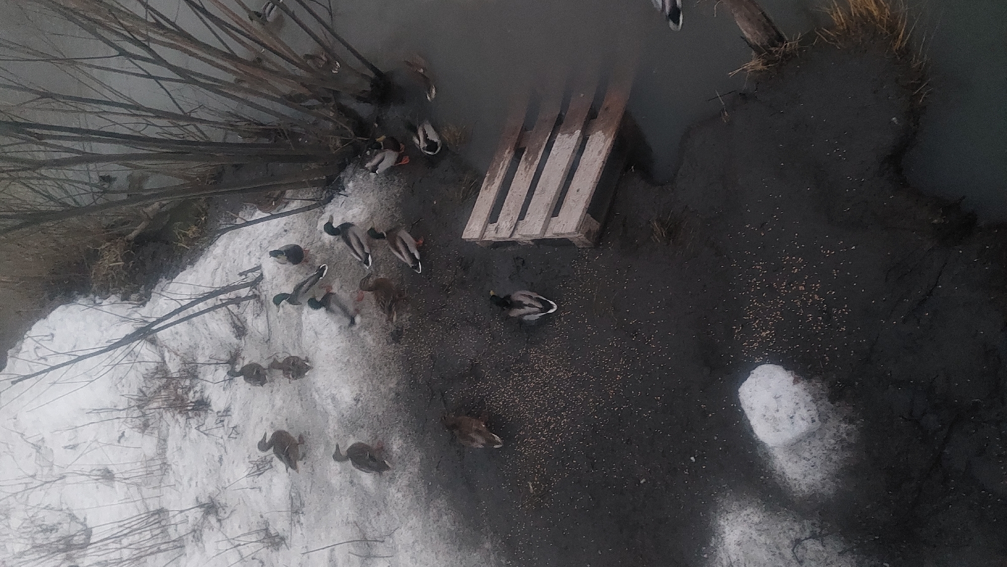 The image shows a muddy, snowy area in Novosibirsk, Russia, viewed from above. A group of ducks are gathered on the snow-covered and muddy ground, near a body of water with a wooden pallet in it. There are bare trees along the edge of the area, suggesting a late winter or early spring scene. Some grains are visible on the muddy ground, possibly indicating a feeding area for the ducks.