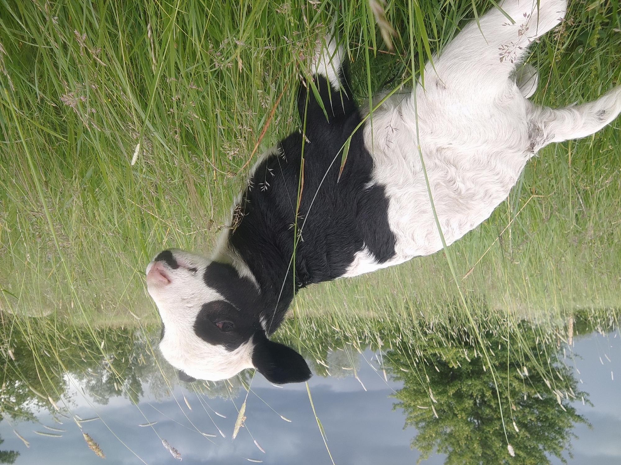 A black and white calf is lying in tall green grass in a field. The sky is overcast. The specific location in the city of Unknown, Unknown, cannot be determined.