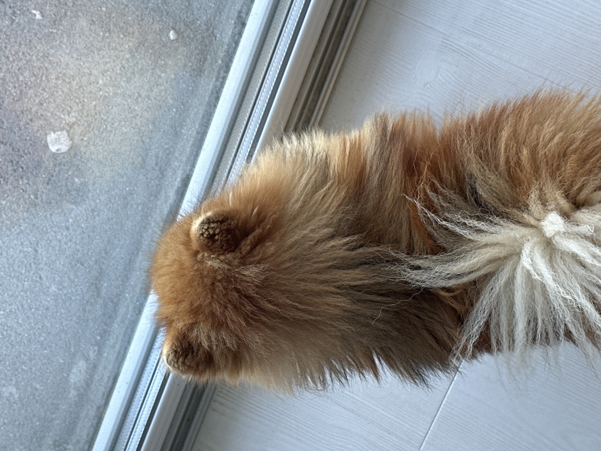 A Pomeranian dog, viewed from behind, stands on a light-colored wooden floor in a room. The dog has thick, reddish-brown fur, with some lighter, almost white fur on its hindquarters and tail. It is facing a window, the bottom of which is visible. The window appears to be frosted or dirty, obscuring the view outside. The environment suggests an indoor setting, likely a home, in Asenovgrad, Bulgaria.