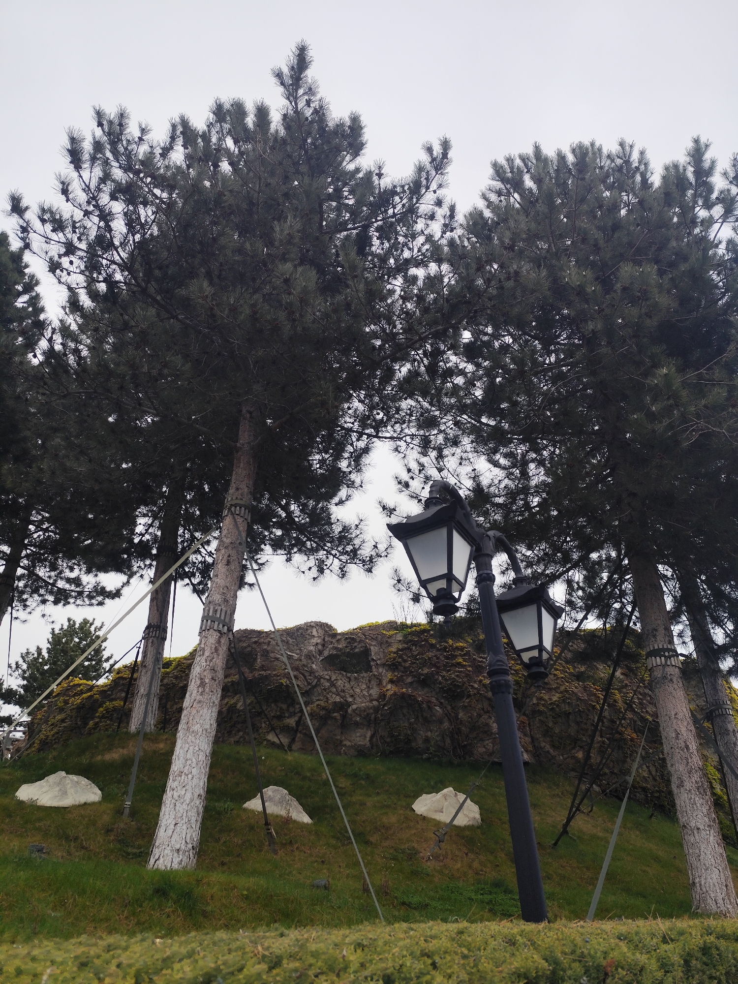 This image captures a serene outdoor scene, likely a landscaped park or garden, in the Simeizskyi settlement council, Ukraine. The main subjects are several tall, coniferous trees, identified as pines, whose dark green canopies fill much of the upper frame against an overcast, light grey sky. Their trunks, some notably pale or whitewashed, are visible, and several are secured with metal straps and cables that extend down into the grassy slope, suggesting stabilization efforts on the terrain.
To the right, a black, ornate street lamp with two classic-style luminaires, featuring white glass panes, stands prominently. In the background, a rocky mound or hill covered with green moss and other vegetation provides a natural backdrop. The foreground consists of lush green grass and a low, manicured hedge. Scattered on the grassy slope are several white, irregularly shaped objects that resemble rocks or small abstract sculptures.
There is no human or animal activity depicted, leaving the scene static and tranquil. The diffused light from the overcast sky suggests a cloudy day. No text is visible in the image. The overall atmosphere is calm, highlighting the interplay between the natural elements of the trees, grass, and rocks, and the artificial additions of the street lamp and tree supports.