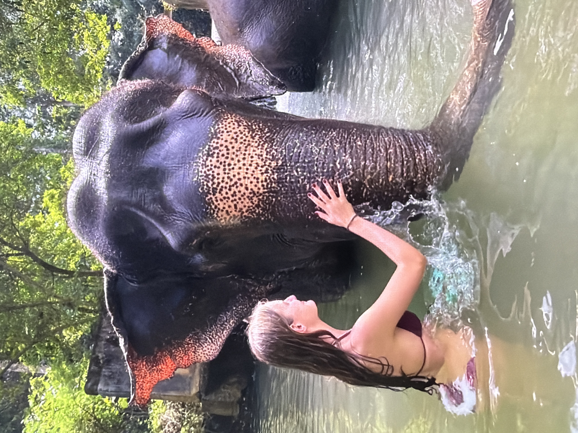 A woman and an elephant are interacting in a body of water, likely a river or sanctuary pool, surrounded by lush green foliage. The image depicts a close encounter, with the woman gently touching the elephant.
The woman, appearing to be young with long, straight dark hair, is seen from the chest up, partially submerged in the greenish-brown water. She wears a dark-colored bikini top. Her face is in profile, looking towards the elephant, and she has her left hand resting on the elephant's head or upper neck. Her right arm is raised, creating splashes of water near her and around the elephant's trunk.
The elephant, an Asian species identifiable by its ear shape, is large with dark grey to black, wrinkled skin. Notable details include patches of lighter, pinkish-orange speckled skin on its ears, forehead, trunk, and parts of its body. Its head and trunk are prominently featured, immersed in the water alongside the woman. Another elephant or part of a structure is subtly visible further back in the water.
The background is dominated by dense, vibrant green trees and foliage, suggesting a tropical or jungle setting. The scene is brightly lit, indicating daytime, possibly sunny weather, with light reflecting off the water's surface. The overall impression is one of calm interaction and immersion in nature. No text is visible in the image.