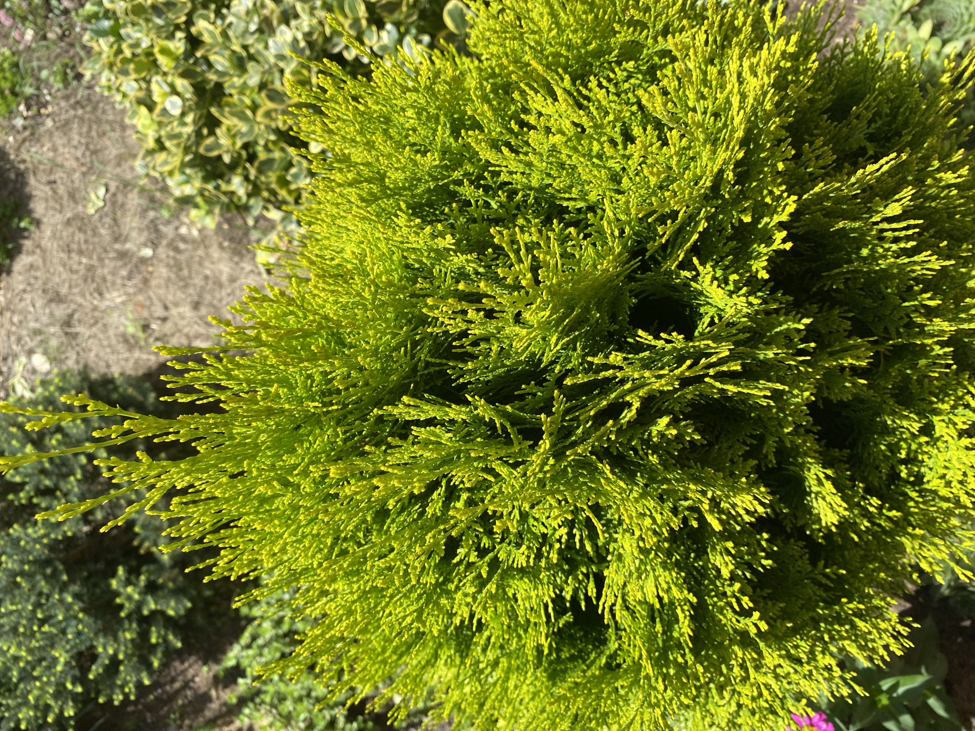 The image shows a close-up view of a bright green, coniferous shrub. The shrub has a dense, bushy form with fine, feathery foliage. The branches are covered in small, scale-like leaves that are a vibrant yellow-green color. The shrub is outdoors, surrounded by other plants and dry ground cover. The lighting suggests it is daytime with bright sunlight. The specific location of Зимородок Днп, Russia, is not visually identifiable from the image itself.