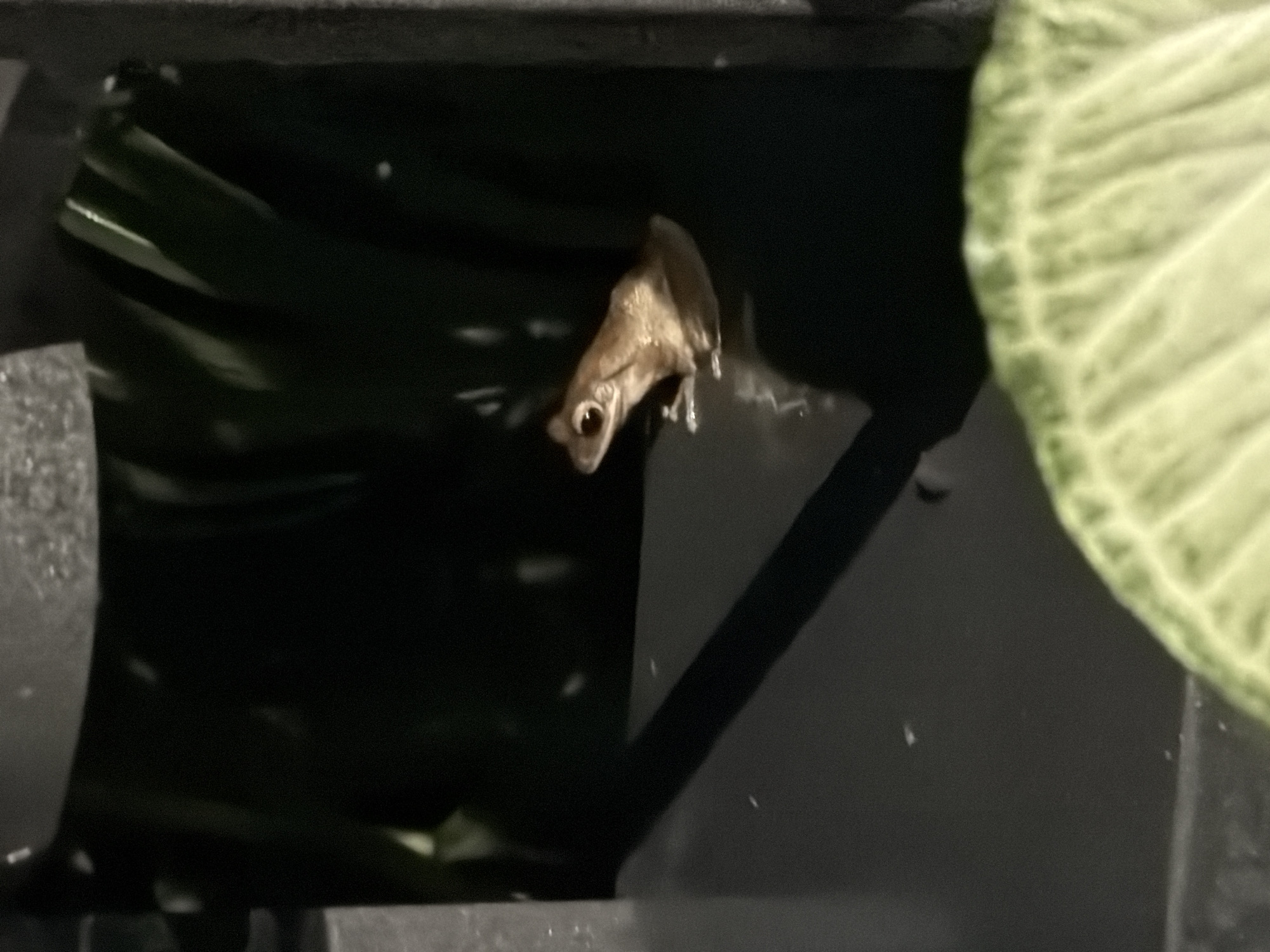 A small, light brown frog is perched on a dark, flat surface. The frog is facing to the left with its eyes clearly visible. Behind the frog, dark green foliage is present, partially obscured by shadows. The foreground of the image shows a blurry, light green object with a textured surface, resembling a leaf or cabbage. The scene appears to be outdoors at night or in low light conditions, possibly in a garden or natural environment within Ko Samui District, Thailand.