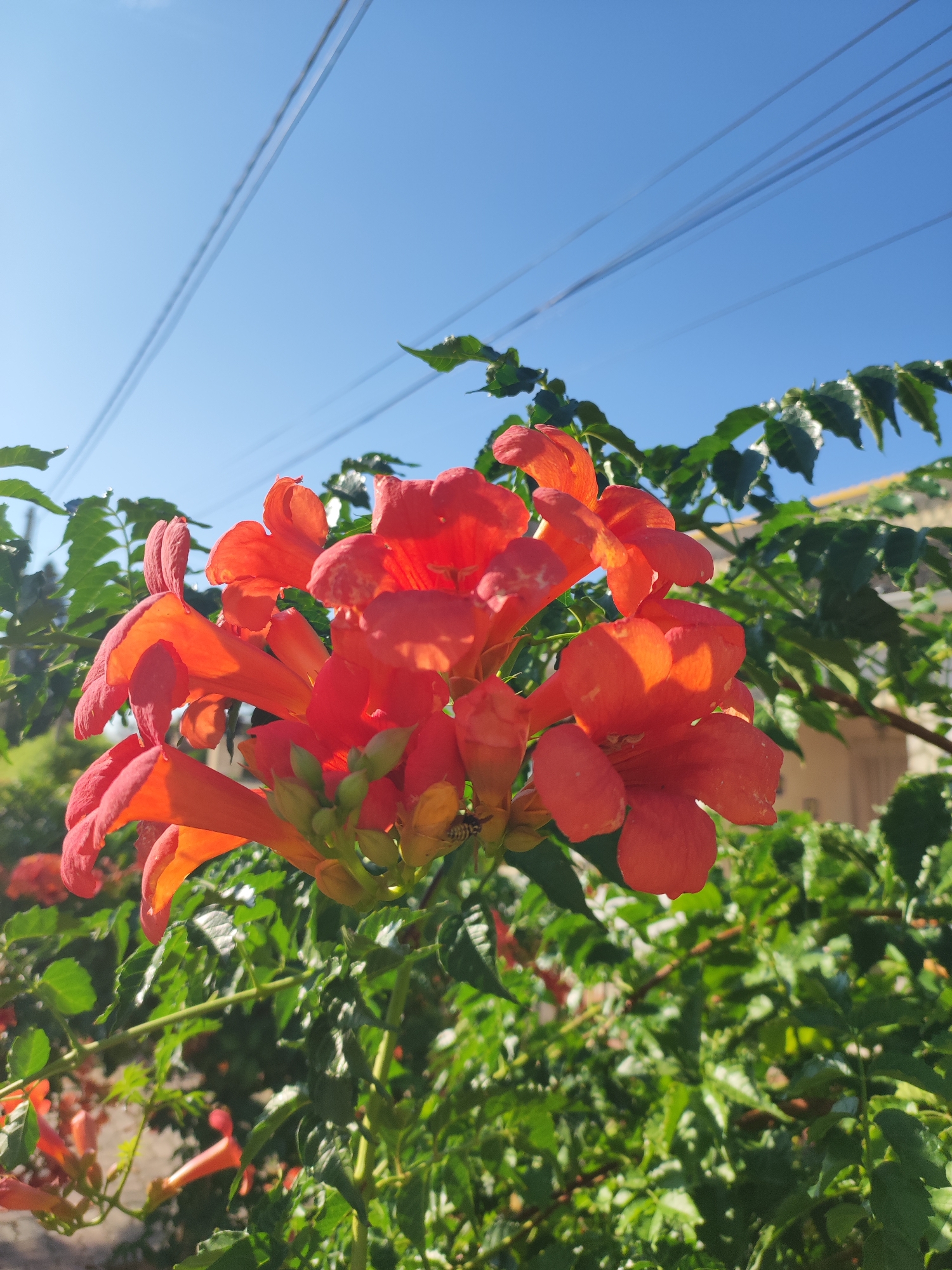 In Traspinedo, Spain, a close-up shot captures a cluster of vibrant orange trumpet-shaped flowers in full bloom. The flowers are set against a backdrop of lush green foliage. Above the flowers, a clear blue sky is visible, crisscrossed by several dark power lines. The low angle of the shot emphasizes the blooms and their surroundings. A small, striped insect, possibly a bee, is visible on one of the flowers, interacting with the blossoms. The overall scene suggests a bright, sunny day in a natural setting.