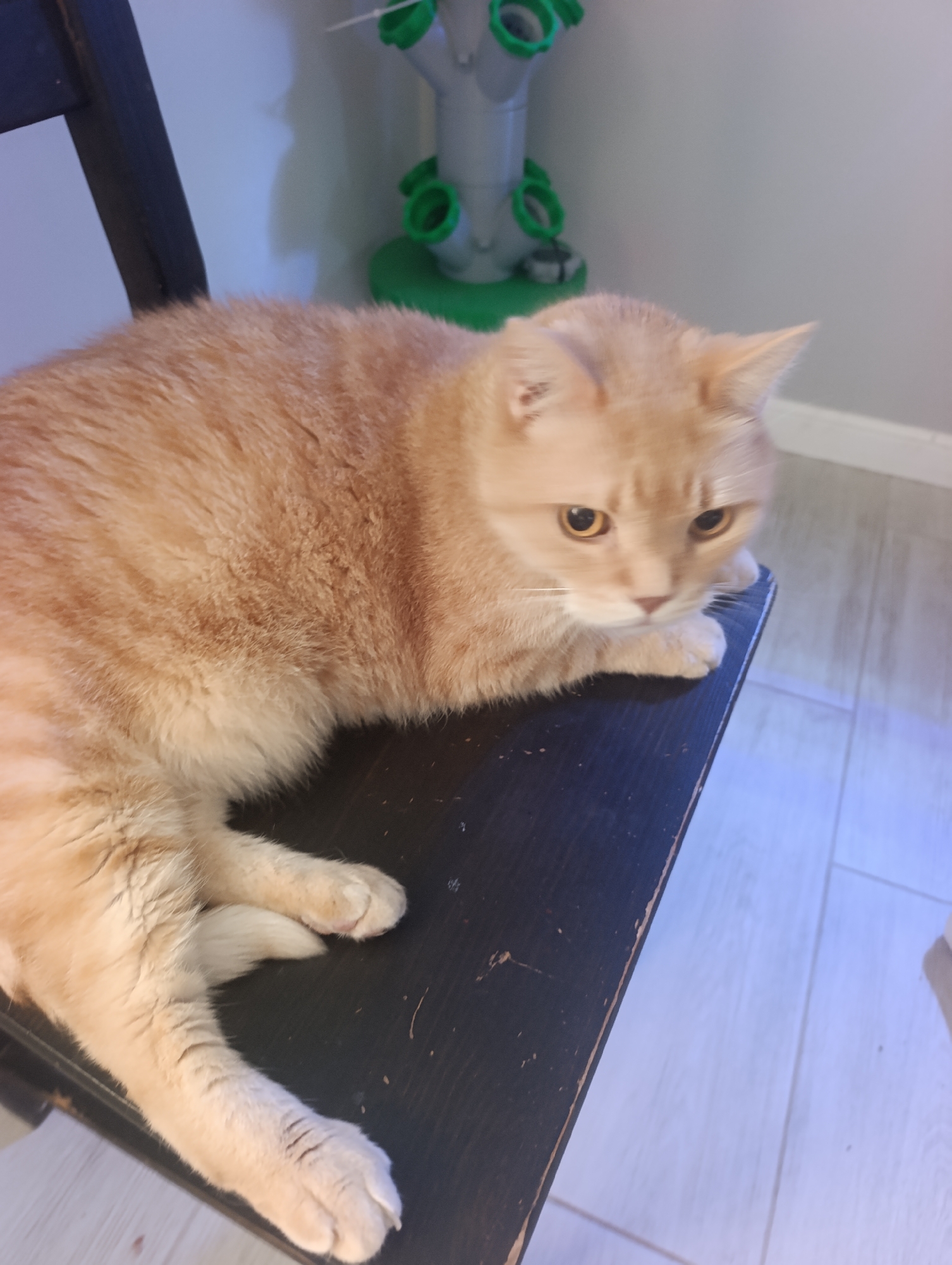 An orange tabby cat is lying on a dark wooden chair. The cat is facing to the right, with its head turned slightly towards the camera. Its paws are resting on the edge of the chair. The background is a light blue wall with some greenery on the left. The floor is tiled with light gray tiles. The image is taken from a slightly elevated angle.