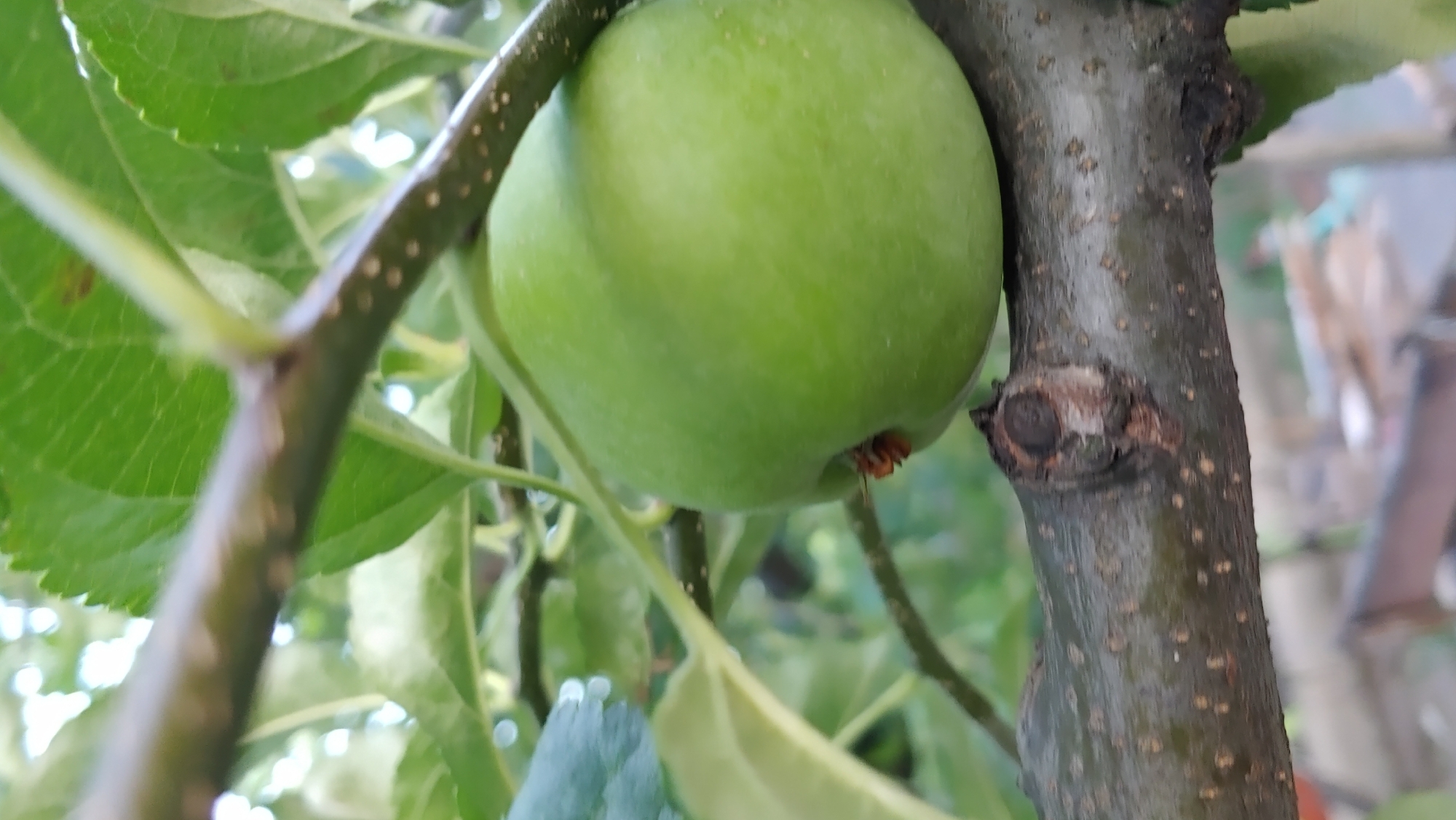 An unripened green apple hangs from a tree branch, partially obscured by leaves. The apple is in focus, while the background is blurred, suggesting a shallow depth of field. A small, dark object, possibly an insect, is visible on the underside of the apple, near its stem. The scene appears to be outdoors, with the natural environment of a tree and its fruit. The location in Mukachevo, Ukraine, is not visually discernible from the image itself.