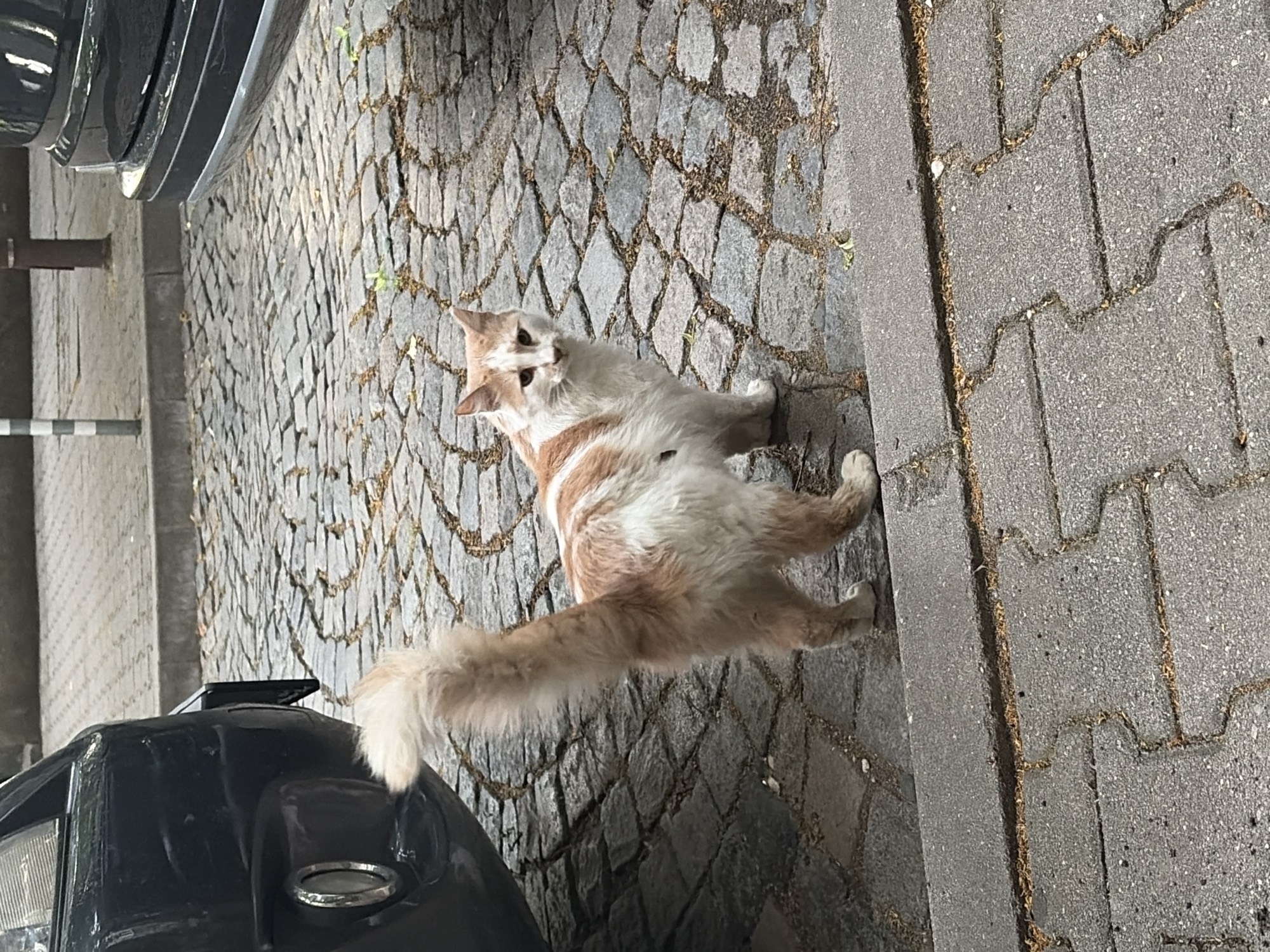 An orange and white cat stands on a cobblestone street next to two parked cars. The cat is facing the camera, with its tail held high and its fur slightly ruffled. The cat's left ear is partially folded down. The street is paved with irregular gray cobblestones, and there is a concrete curb in the foreground. The background shows the rear of a dark-colored car on the left and the side of another dark-colored car on the right. The lighting suggests it is daytime.