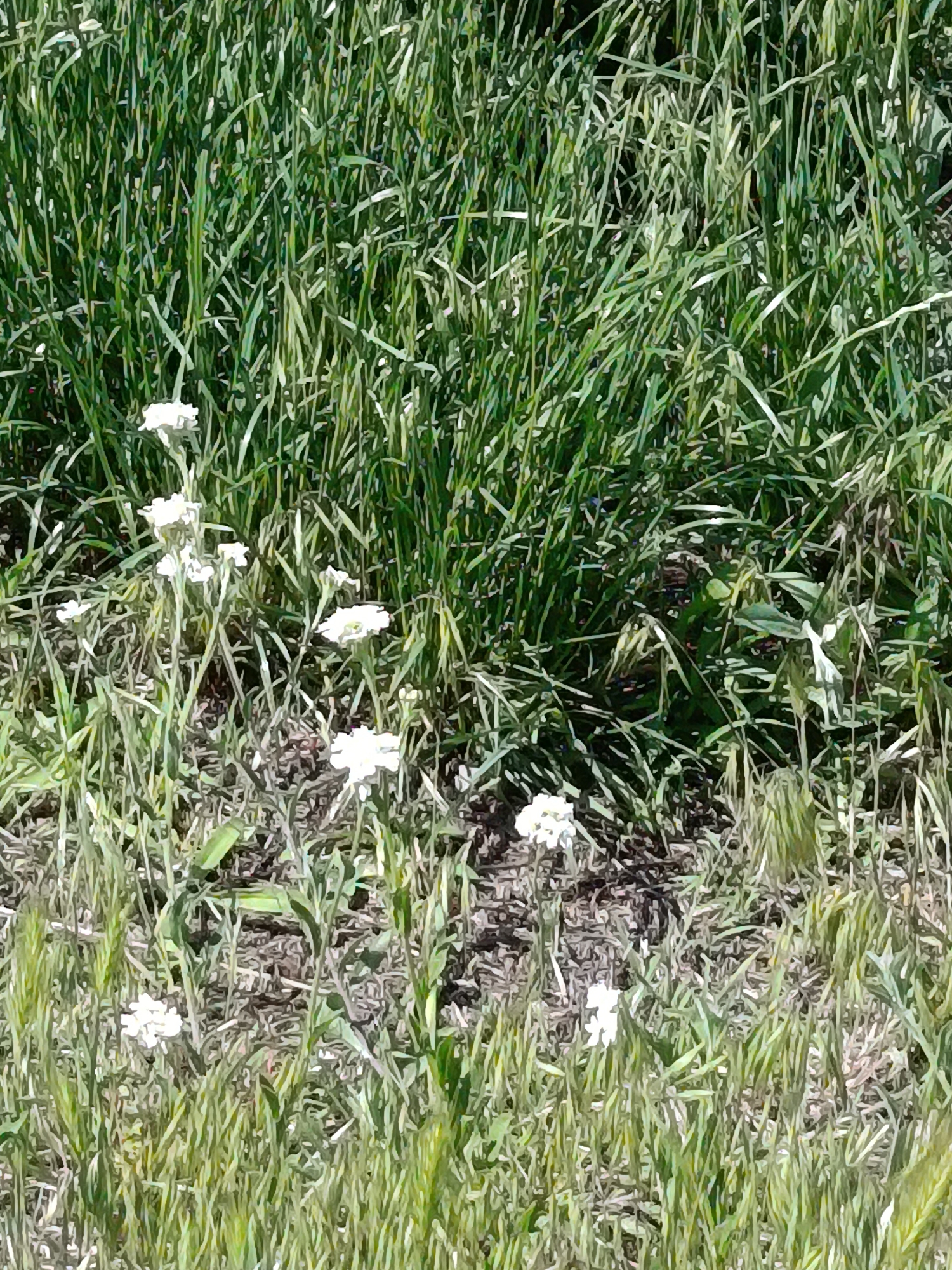 The media file depicts a close-up view of a patch of tall green grass with several small white flowers scattered throughout. The scene appears to be outdoors, likely in a natural setting such as a field or meadow, given the abundance of vegetation. The lighting suggests it is daytime, with the sun casting shadows and illuminating the grass and flowers. The flowers have delicate petals and are clustered on thin stems, some appearing singly while others are in small groups. The grass is dense and varied in height, with some blades appearing slightly dry or straw-like, hinting at possibly late spring or early summer conditions. The background is filled with more greenery, creating a somewhat uniform texture that emphasizes the foreground elements. There are no people or discernible man-made objects in the frame. The overall impression is one of a peaceful, natural environment. The location context provided indicates this scene is from Kyiv, Ukraine, which could imply a temperate climate. No visible text is present in the image.