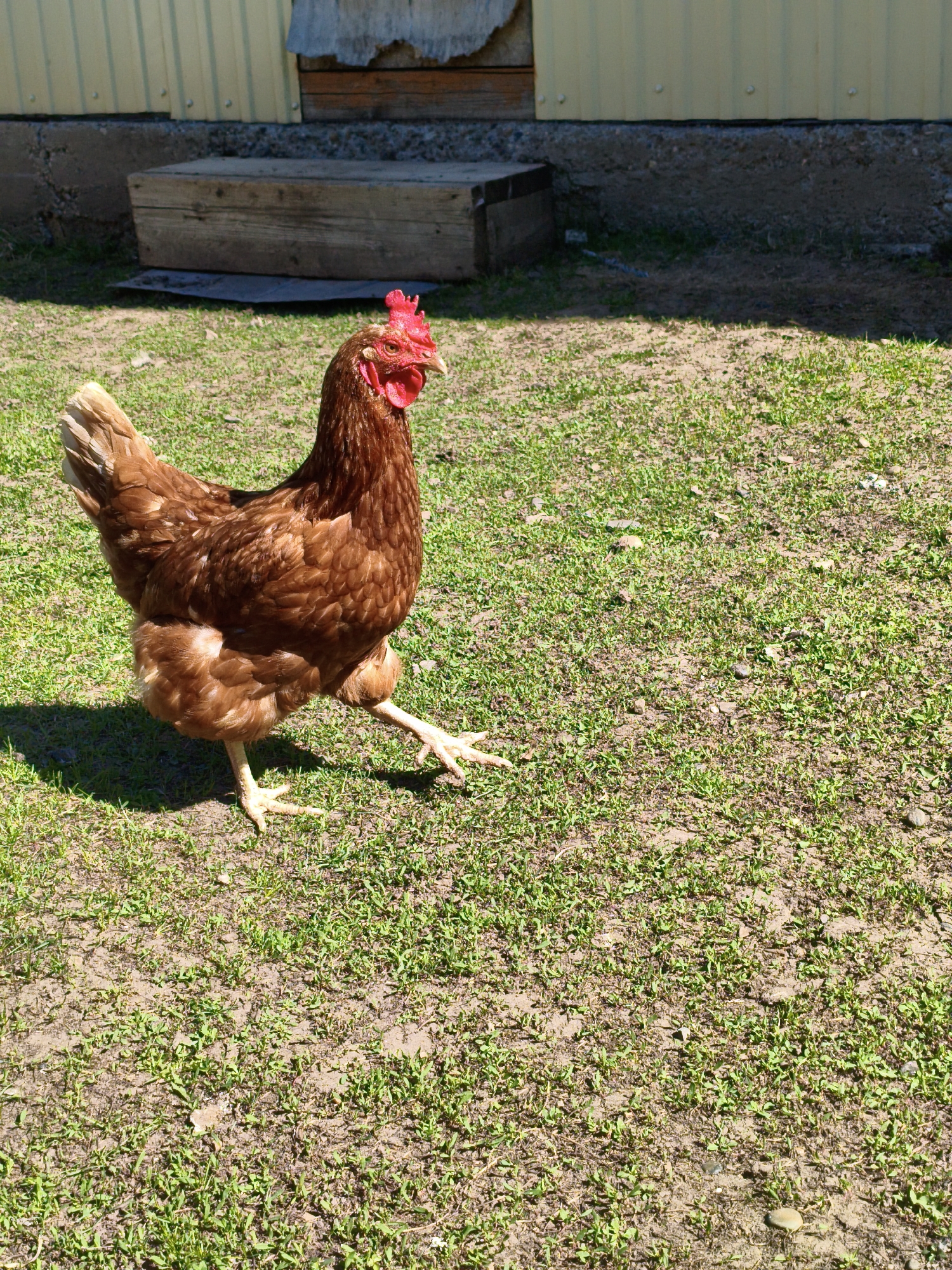 A reddish-brown chicken strides across a patch of sparse grass in Мунайка, Russia. The chicken is facing left with its head up. In the background are building materials.