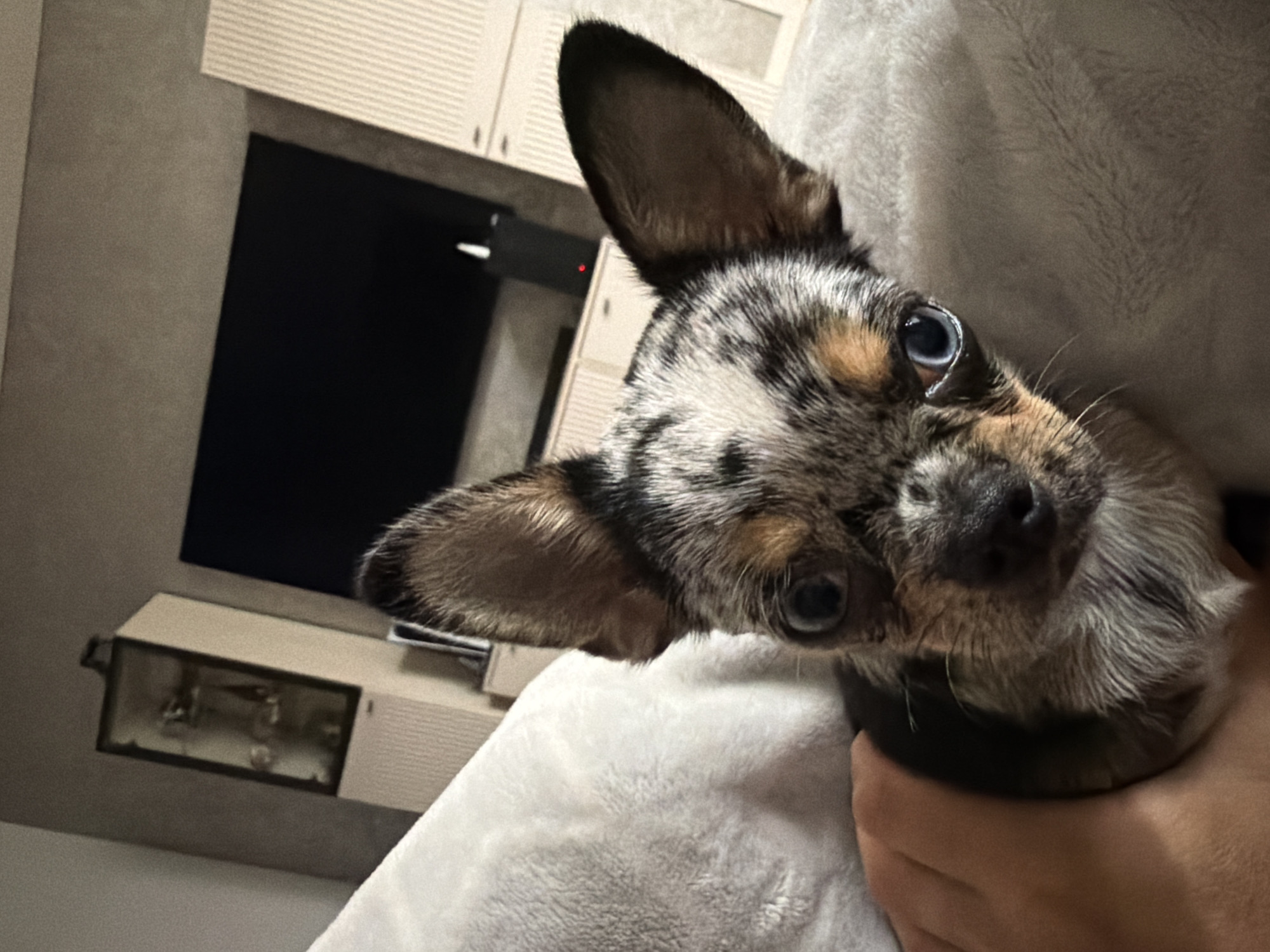 A small dog, likely a chihuahua with merle coloring, is being held by a human hand. The dog has large ears, blue eyes, and a speckled coat pattern. It is looking directly at the camera. The background appears to be an indoor domestic setting, with a large black television screen, a glass display cabinet, and light-colored cabinetry visible. The location is not identifiable as Державино, Russia.