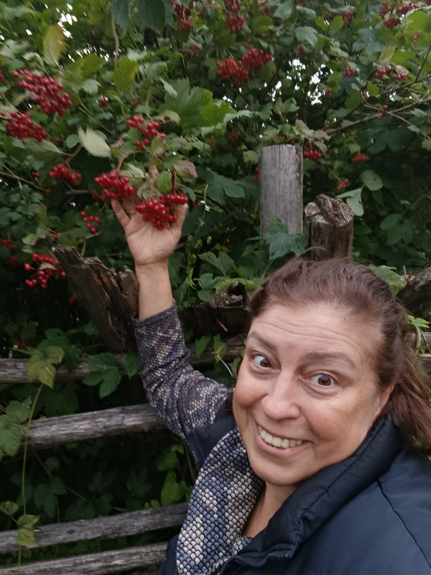 A woman with brown hair and brown eyes smiles at the camera, holding a cluster of red berries from a tree. She is wearing a patterned scarf and a dark blue puffer jacket. The background is a dense green foliage with more clusters of red berries. A weathered wooden fence and posts are visible behind her. The image appears to be taken outdoors, possibly in a garden or natural setting. The location in the city of Верея, Russia is unknown from the image alone.
