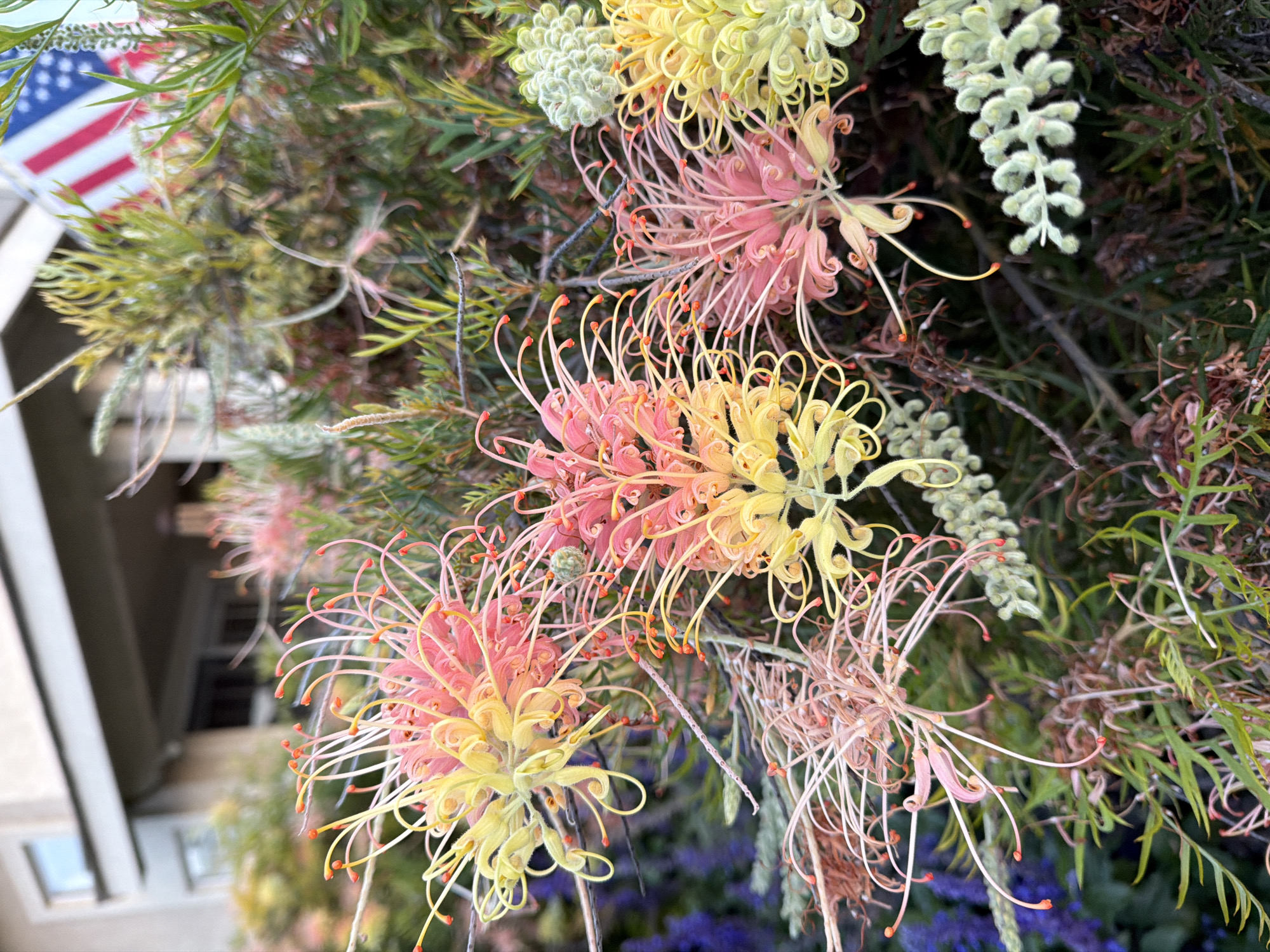 An extreme close-up shot focuses on a cluster of Grevillea flowers in various stages of bloom, showcasing their delicate, spidery petals and vibrant, two-toned coloration ranging from soft yellow to coral pink. The flowers are interspersed with thin, needle-like green foliage and feathery, pale green seed heads. In the upper right corner of the frame, a portion of an American flag is visible, slightly out of focus. The background is a soft blur of muted greens and a hint of purple, suggesting other garden plants. Above the foliage, a portion of a house is visible, with a light-colored facade and a dark-colored overhang. The scene appears to be outdoors, likely in a residential garden setting within Aliso Viejo, California, United States of America.