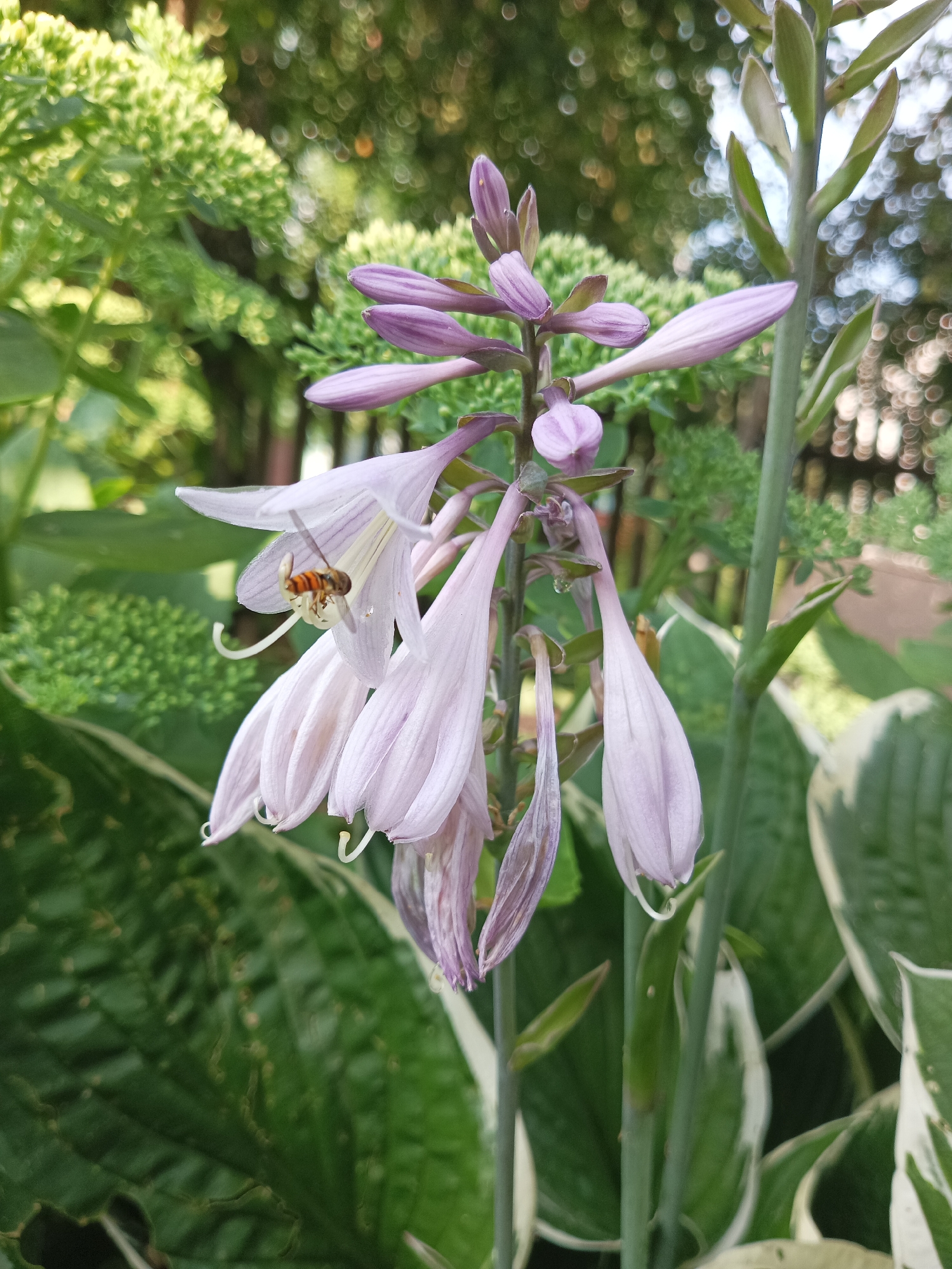 This image depicts a close-up of a cluster of pale purple hosta flowers in bloom. A small insect, likely a hoverfly, with orange and black stripes, is perched on one of the trumpet-shaped flowers, its proboscis extended. The background consists of blurred green foliage and out-of-focus bokeh lights, suggesting an outdoor setting. The photograph is taken from a low angle, emphasizing the flowers and the insect. The specific location in Shumerlya, Russia, is not discernible from the image itself, as there are no identifying landmarks or contextual clues present.