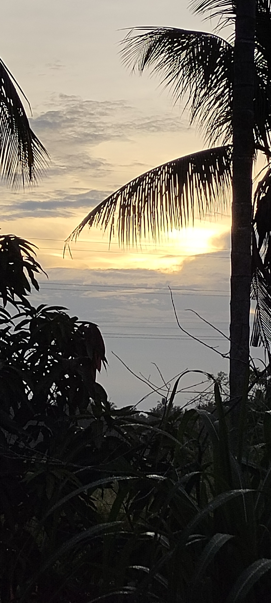 The image depicts a partially obscured sunset viewed through vegetation in what is likely the city of Lhokseumawe, Indonesia. The foreground is dominated by silhouettes of dense foliage, including what appears to be mango trees and tall grasses. In the midground, a palm tree trunk and fronds are visible. Overhead, power lines are visible. The sky transitions from lighter at the horizon to darker grey, with clouds scattered throughout. The sunlight is obscured by both cloud cover and leaves.