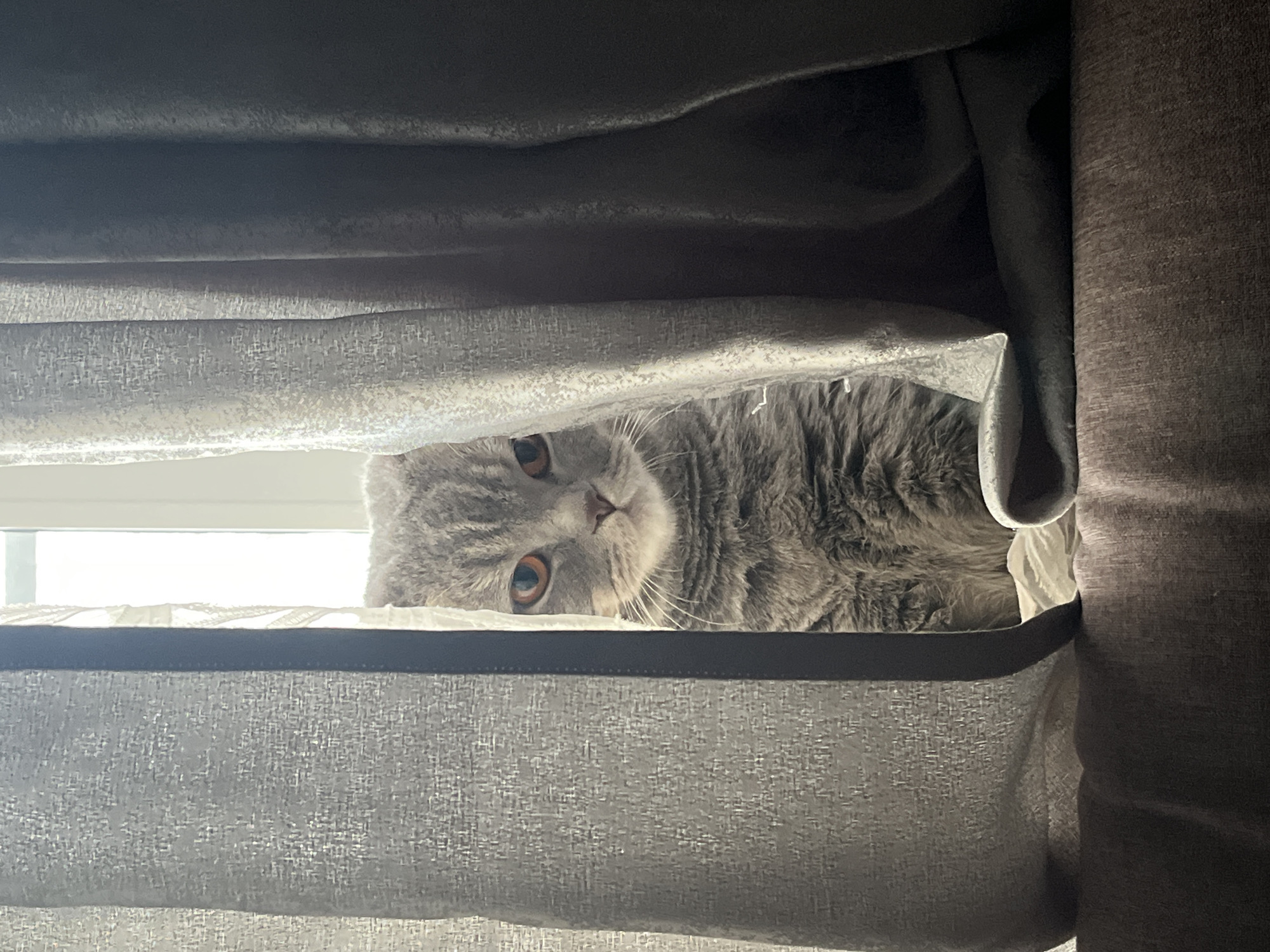A gray Scottish Fold cat peeks through a gap in drawn curtains. The cat has amber eyes and its head is slightly tilted. The curtains are a light gray textured fabric with a darker gray trim along the top edge. A window is visible behind the curtains, with bright light coming through it. The cat appears to be observing something outside. The photo shows a cat inside a room. The location is likely Chaikovsky, Russia, although there is no explicit evidence of this in the image.