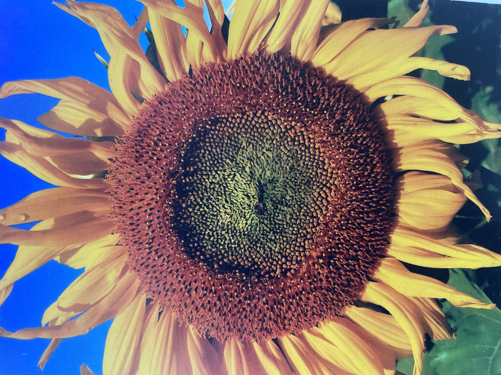 The image is a close-up, vertical shot of a sunflower against a bright blue sky. The sunflower's center is a deep reddish-brown with a gradient of green towards the very center. Surrounding the center are numerous small, dark florets. The outer petals are a vibrant yellow, some appearing slightly curled or bent. The background shows a blurred green area at the bottom, suggesting foliage, and the clear blue sky above. There are no people or man-made structures visible. The location in Homyel, Belarus is not determinable from the image content.
