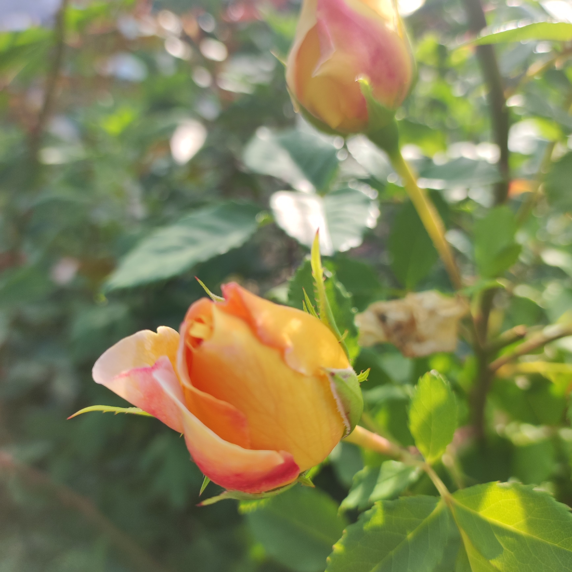 This close-up, eye-level shot captures two rosebuds in the foreground, set against a soft-focus background of green foliage and dappled sunlight. The rosebuds are primarily a vibrant orange-yellow, with delicate pink accents at the tips of their petals. The bud on the left is more open, revealing the layered structure of its petals, while the bud on the right is tighter and more rounded. Both are supported by green stems, and a few thorns are visible on the stem of the lower rosebud. The lighting suggests it is daytime, possibly morning or late afternoon, given the warm glow and the presence of shadows and highlights on the leaves. The bokeh effect in the background blurs the surrounding garden, emphasizing the detail and color of the roses. There is no visible text in the image. The setting appears to be a garden or a park in Navoloki, Russia, likely during a season when roses are in bloom. The overall mood is serene and natural, highlighting the beauty of the developing flowers.