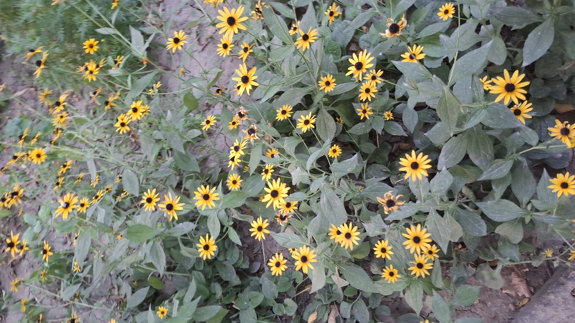 The image displays a dense patch of black-eyed Susan flowers, characterized by their vibrant yellow petals and dark brown centers. The flowers are growing in an outdoor environment, with the ground appearing to be dirt and dry leaves. The vegetation is lush and varied in height, with some stems reaching higher than others. The lighting suggests it is daytime, with diffused light indicating possible overcast conditions or shade. There are no people or animals visible in the image. The overall scene depicts a natural, uncultivated area, possibly a garden or a wild patch of flowers. The location is identified as Шұбарсу, Kazakhstan.