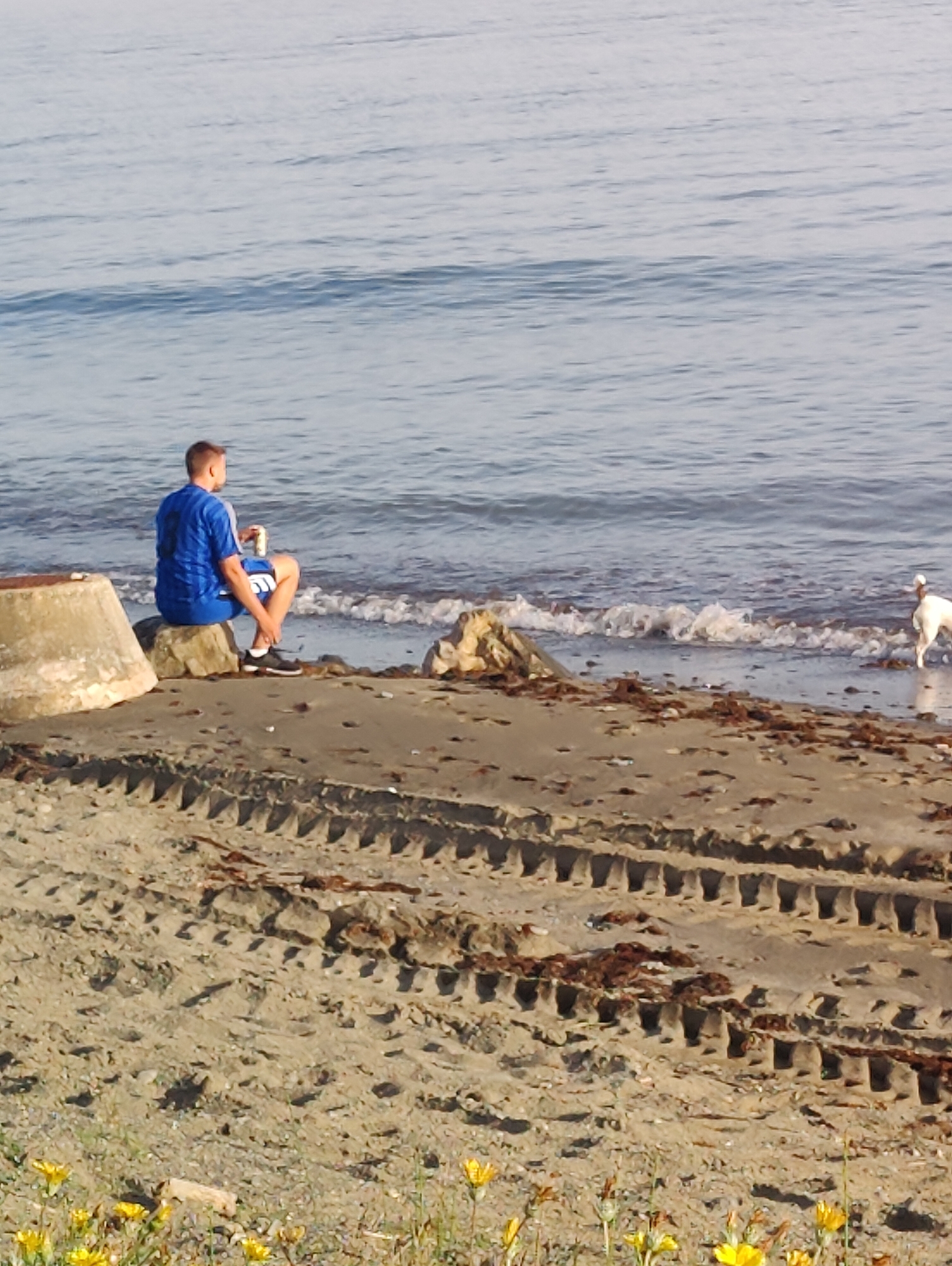 A young man wearing a blue t-shirt and shorts sits on a rock by the sea, holding a can. A white dog stands in the water nearby. The beach is sandy and has tire tracks imprinted in it. The sea is calm, with small waves breaking on the shore. Yellow wildflowers grow in the foreground.