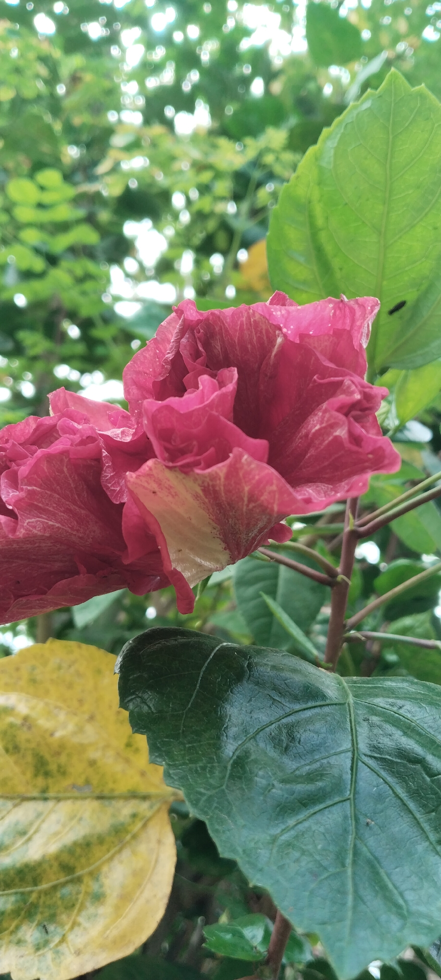 A close-up, vertical shot captures a vibrant pink hibiscus flower with ruffled petals, its delicate texture enhanced by water droplets. The flower is in focus, drawing the viewer's eye, while the background is a soft blur of lush green foliage and dappled sunlight, suggesting an outdoor setting. To the left, a yellowed leaf adds a contrasting splash of color to the scene. In the foreground, a large, dark green leaf, also glistening with moisture, partially obscures the lower portion of the flower. The image, taken in Meunasahmee, Indonesia, evokes a sense of natural beauty and tranquility.