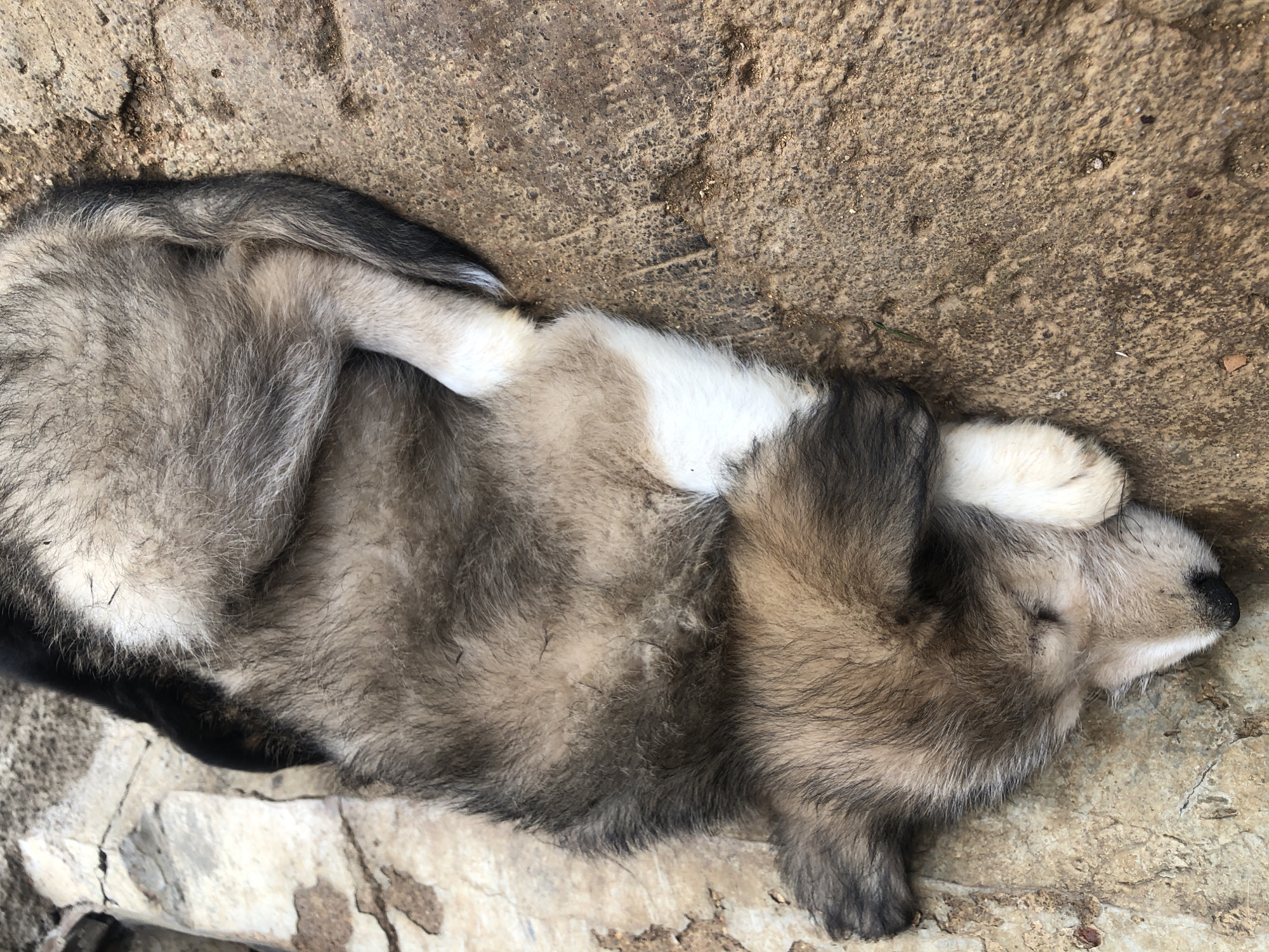 A fluffy, medium-sized puppy is sleeping curled up on rough, textured ground. The puppy's fur is a mix of grey, brown, and white, with darker markings on its ears and tail. Its eyes are closed, and its head is resting on its paws. The ground appears to be a mix of soil and cracked stone. This scene could be found in an outdoor area in Jos, Nigeria, such as a courtyard or a less-maintained pathway.