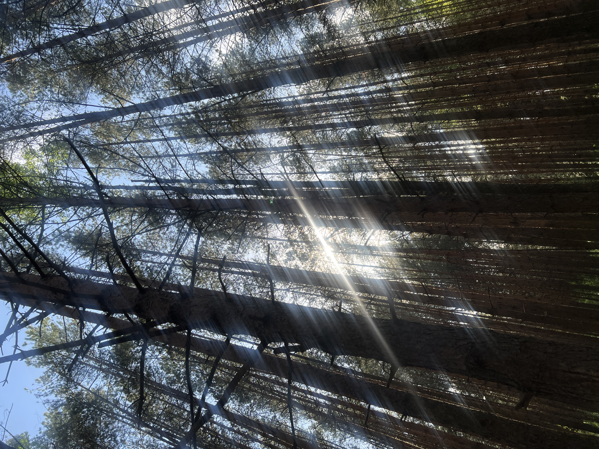The image shows a dense forest with tall, slender trees, likely pines, viewed from a low angle, looking upwards. Sunlight streams through the canopy, creating bright beams and shadows. The trunks are close together, creating a sense of enclosure. The sky is visible in patches between the branches. The location is claimed to be in the city of Chaikovsky, Russia, although there is no visual information to verify this claim.
