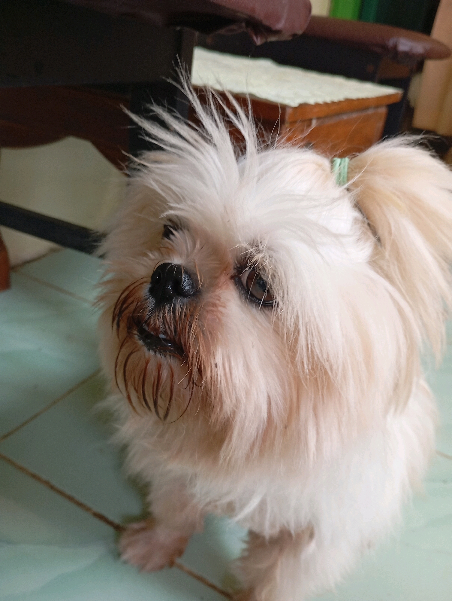 A white Shih Tzu dog with a light brown muzzle is pictured indoors, sitting on a light teal tiled floor. The dog has a green hair tie around its tail, which is pulled up. The dog's fur is long and appears somewhat disheveled, with strands sticking out around its face. Its eyes are dark brown, and its nose is black and wet. In the background, a dark brown wooden table is visible. The lighting suggests it is daytime. The scene appears to be a domestic setting within Balikpapan, Indonesia.