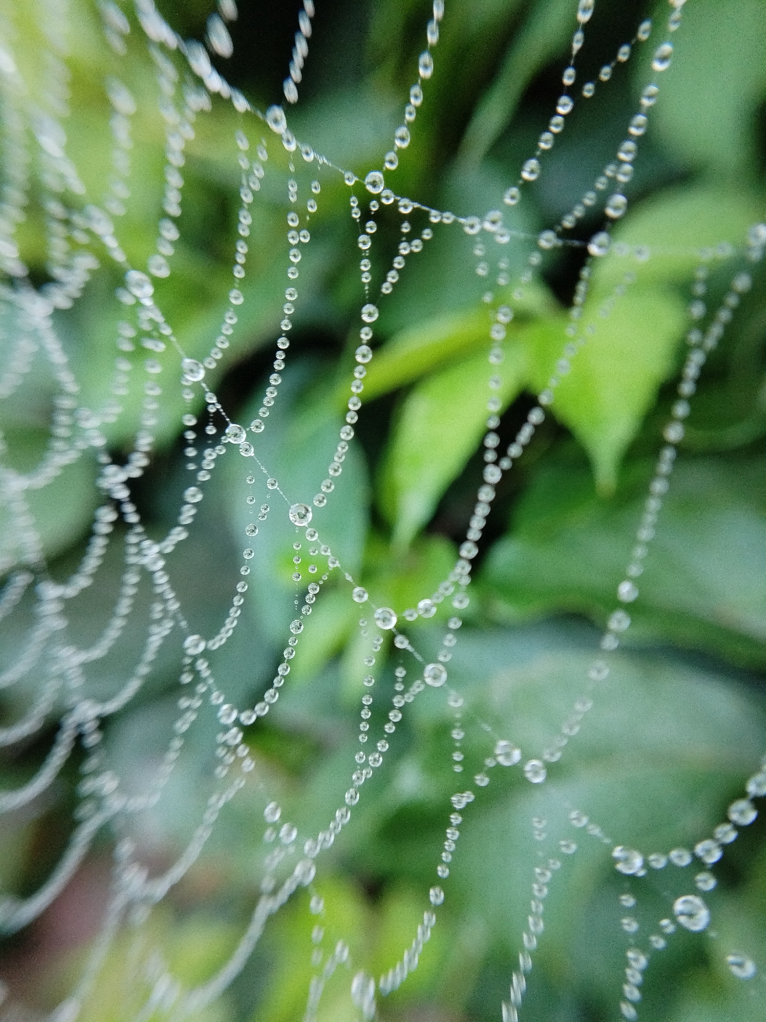 A close-up, macro photograph captures a delicate spider web adorned with numerous dew drops, creating a shimmering, beaded effect against a soft-focus background of lush green foliage. The spider web is intricately woven, with individual silk strands clearly visible, each droplet of water reflecting light and adding a jewel-like quality to the structure. The overall impression is one of natural beauty and intricate design found in the environment. The location is specified as Bialynichy, Belarus. There are no people or animals depicted in the image. The scene is entirely focused on the spider web and its embellishments.