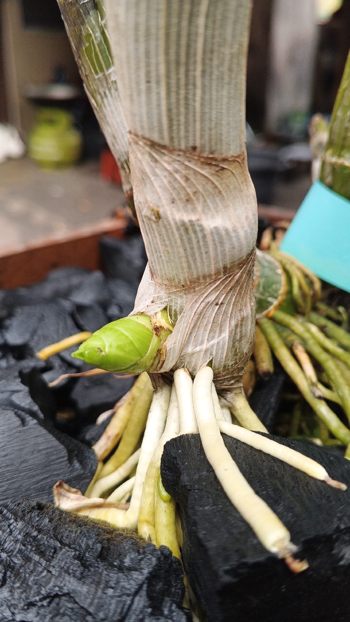 The image shows a close-up view of the base of an orchid plant, featuring its pseudobulbs and aerial roots. The pseudobulbs are elongated and covered with dry, papery sheaths that have a light brown, striated texture. A new green shoot is emerging from one of the pseudobulbs, its pointed tip clearly visible. Numerous thick, pale yellow to white aerial roots are exposed, some of which are intertwined and extend downwards. These roots are in contact with black, porous material, likely charcoal chunks, which serve as the potting medium. The background is blurred, but it suggests an outdoor setting with hints of brown and green. No people are present in the image, and no specific actions are depicted beyond the natural growth of the plant. The scene appears to be in an outdoor garden or nursery setting in Ambarketawang, Indonesia, indicated by the plant type and likely local cultivation practices.