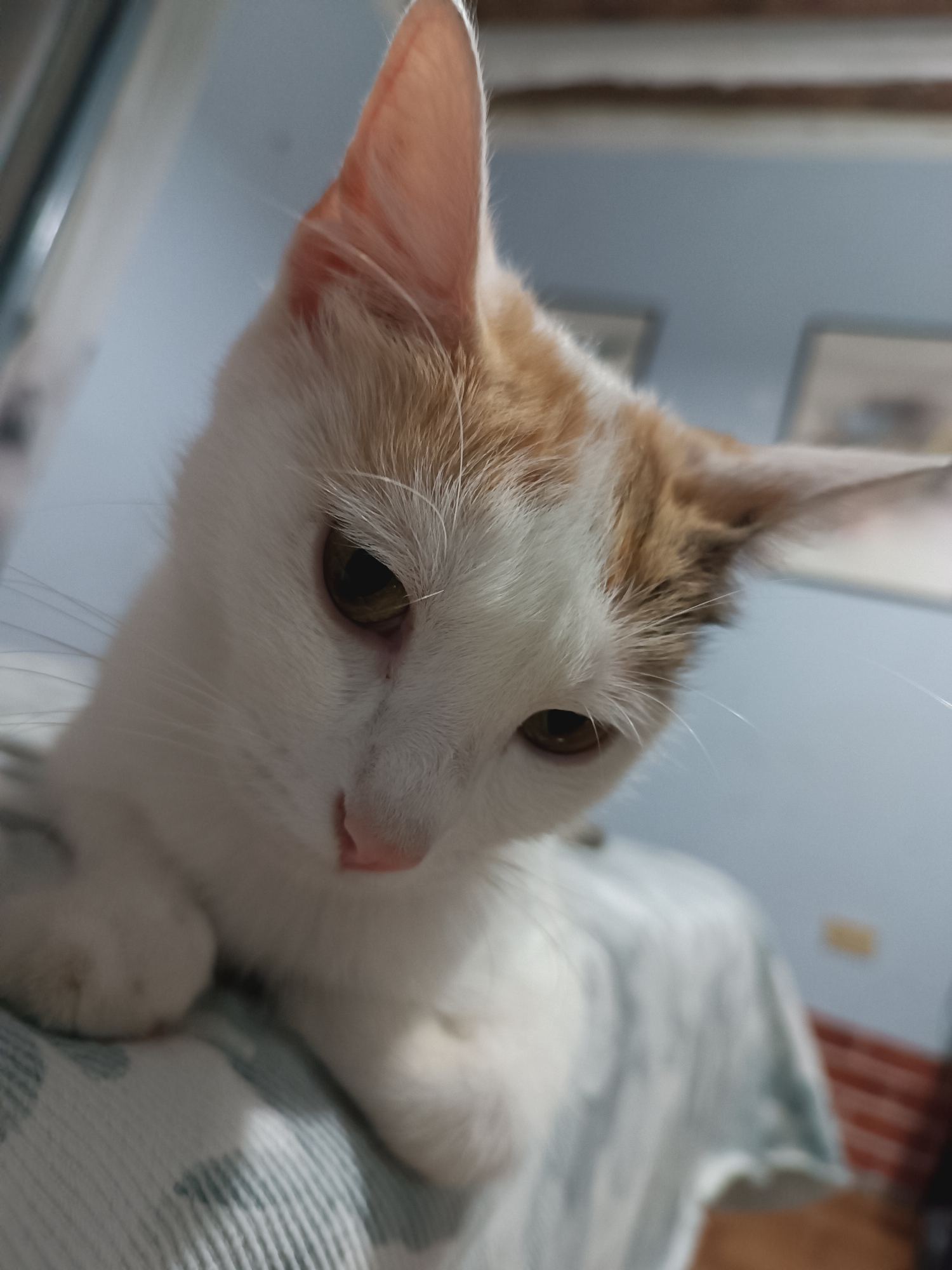 The image is a close-up, low-angle shot of a white and orange cat. The cat is looking down, with its head tilted. Its eyes are open and appear to be a golden-brown color. The cat's fur is short and appears to be clean. It is lying on a surface covered with a white and blue patterned blanket. The background is blurred, but appears to be an indoor setting with a light blue wall and some framed pictures. There are no people or other animals visible in the image. The location in the city of Viadana, Italy, cannot be determined from the image.