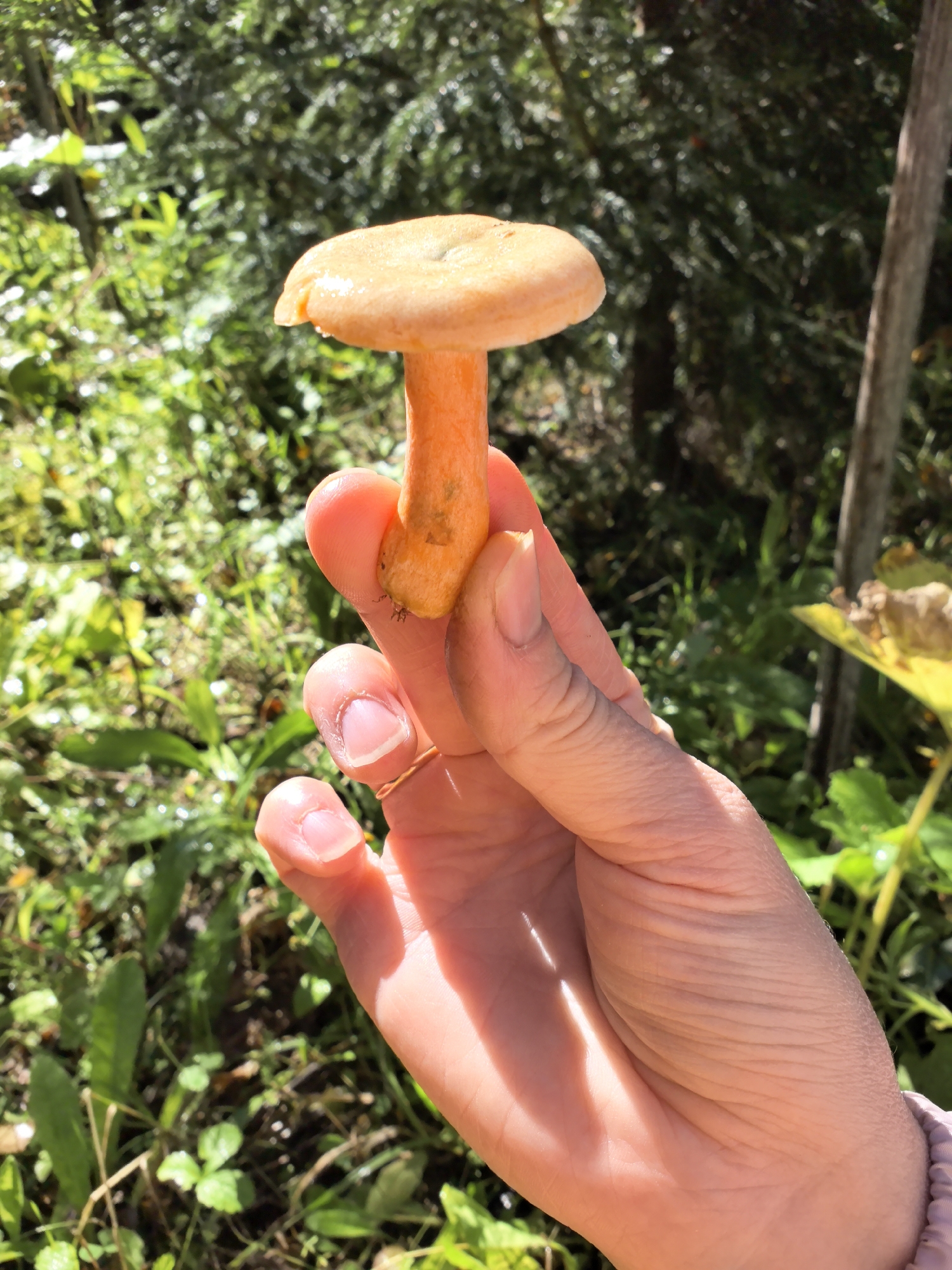A close-up shot shows a person's hand holding a single, bright orange mushroom. The mushroom has a distinct cap and stem. The hand is positioned in the foreground, with the mushroom held delicately between the thumb and forefinger. The background is blurred, with lush green foliage and dappled sunlight suggesting an outdoor, possibly wooded, environment. The scene is set in the vicinity of Gorshki, Russia.