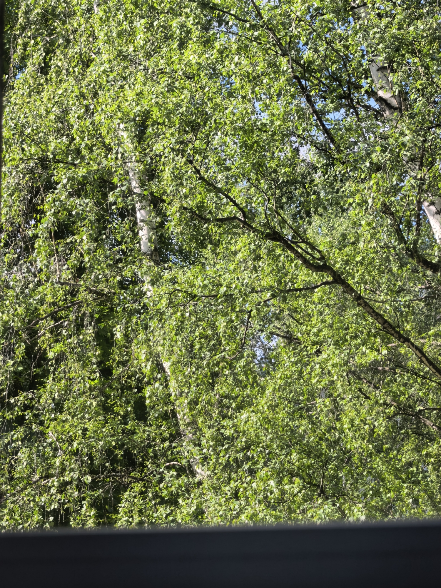 View of birch trees with green foliage, possibly in Sterlitamak, Russia. White tree trunks are visible amongst the leaves. Branches are also visible in the foreground. The view is partially obscured by a gray, horizontal bar at the bottom of the frame, suggesting the scene is being viewed from indoors. The sky is partially visible in the background, appearing blue.
