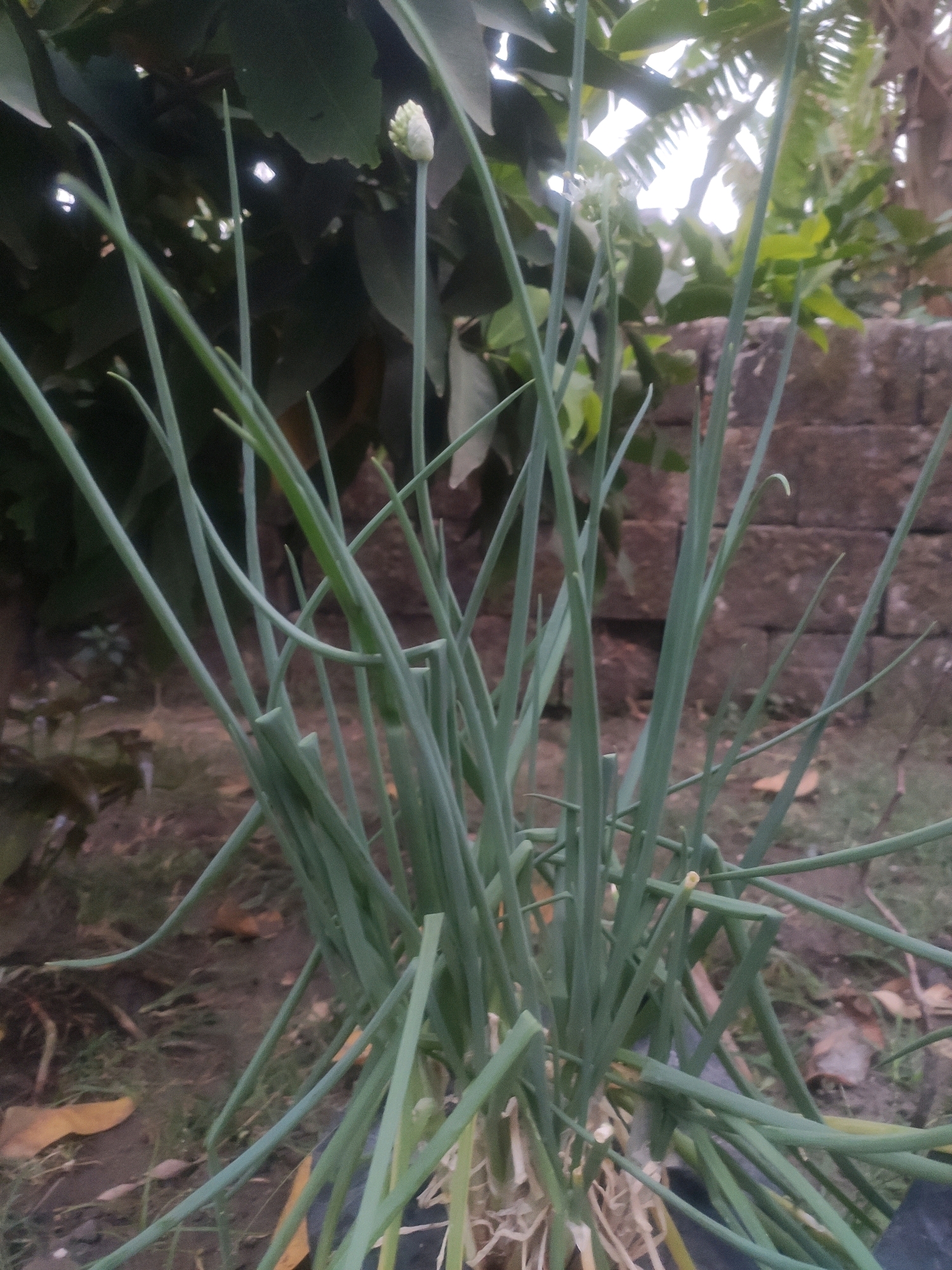 The image shows a close-up of green onion plants growing in a garden. The plants have long, thin green leaves and some are starting to flower with small white buds. The background is blurred but appears to be an outdoor setting with some foliage and a brick wall. The ground is covered in soil and fallen leaves. The scene is likely in Bongkot, Indonesia, as indicated by the context. There are no people or animals visible in the image. The focus is on the plants themselves.