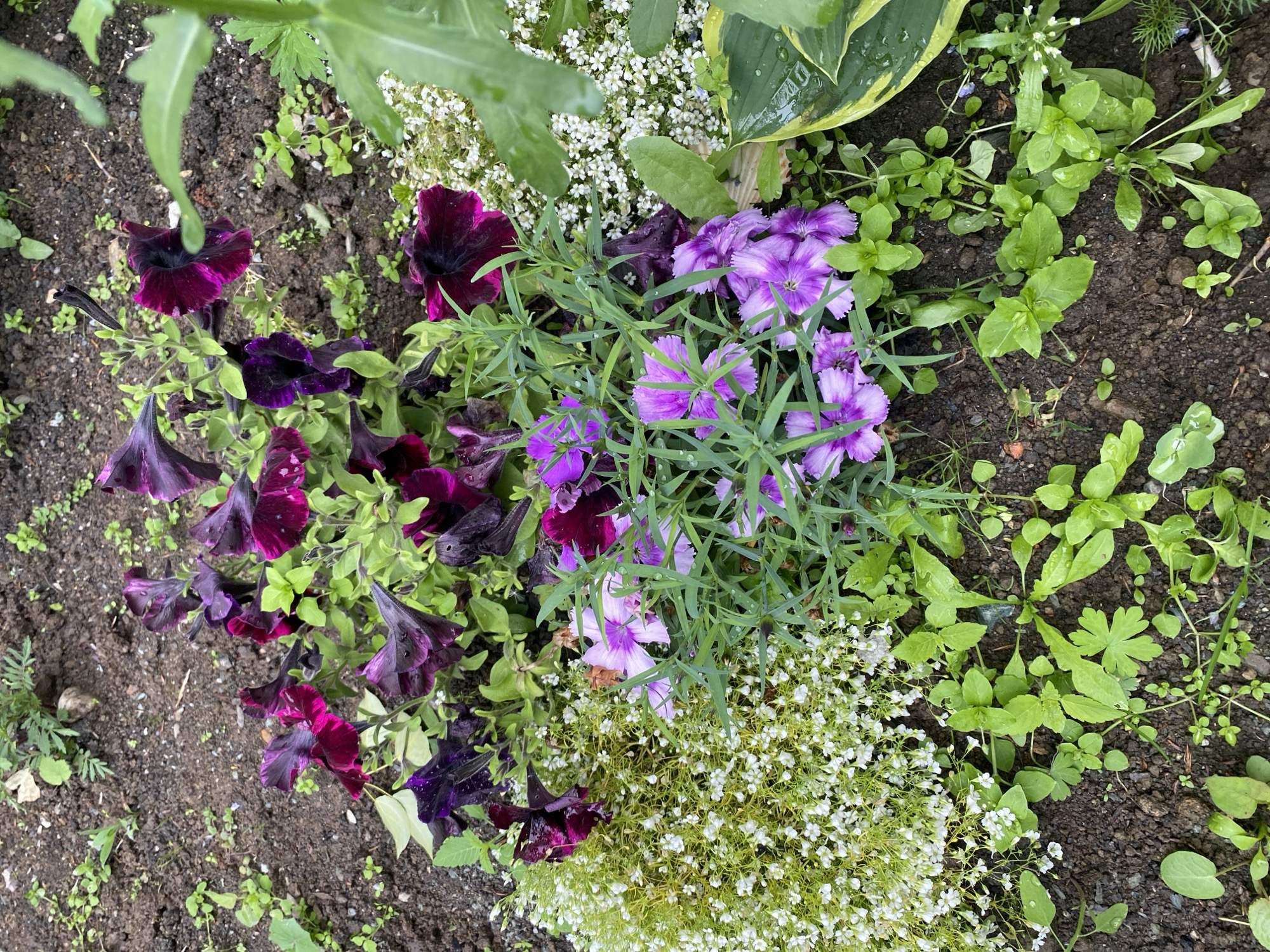 The image shows a close-up view of a garden bed with various flowering plants and surrounding vegetation. In the foreground, there are several light purple and pink flowers with jagged petals, surrounded by thin green foliage. To the left of these flowers is a dense cluster of small white flowers growing on a mossy base. Behind this, a collection of dark purple petunias with velvety petals are visible, some appearing wilted. Green leaves, some with yellow margins, and other small green plants sprout from the dark, damp soil. The scene appears to be an outdoor garden, likely a residential or public park area. The lighting suggests it is daytime, possibly overcast or after rain, given the presence of water droplets on the leaves. There are no people or discernible structures visible, and no indication of Yuzhno-Sakhalinsk, Russia.