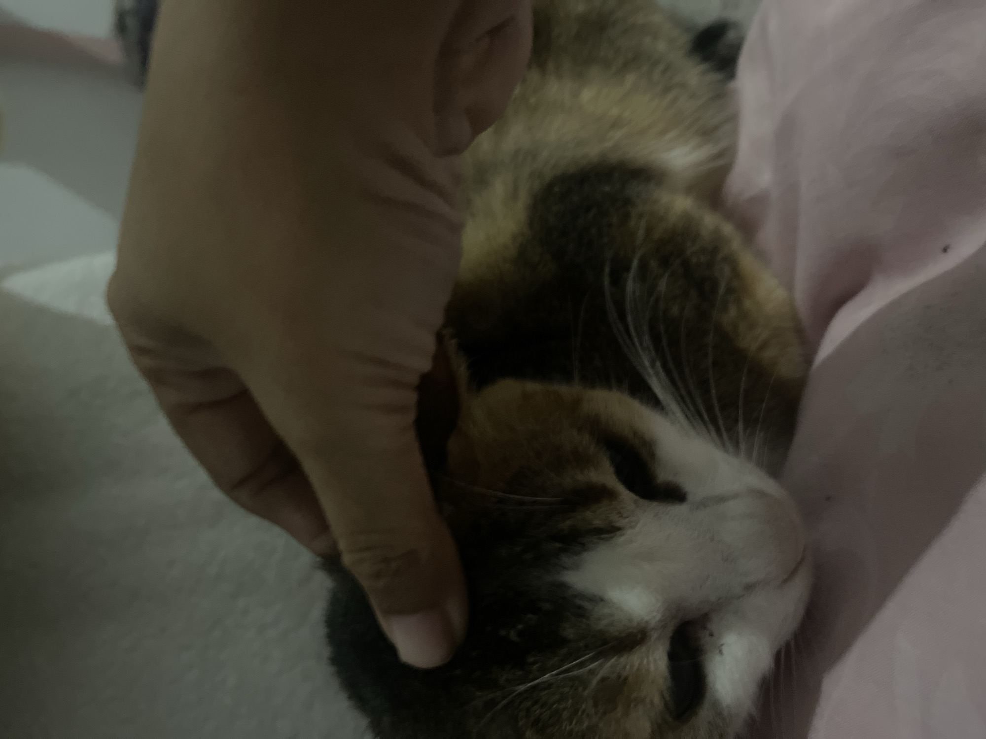 The image shows a close-up view of a calico cat being petted by a person's hand. The cat is lying down, possibly on a bed or sofa, with its head resting on a pink blanket. The cat's fur is a mix of black, brown, and white, and its eyes are closed, suggesting it is relaxed or sleeping. The person's hand is gently stroking the cat's head, just behind its ears. The lighting in the image is dim, indicating it might be nighttime or indoors with low light. The focus is on the cat and the interaction between the cat and the person. There is no visible text in the image.