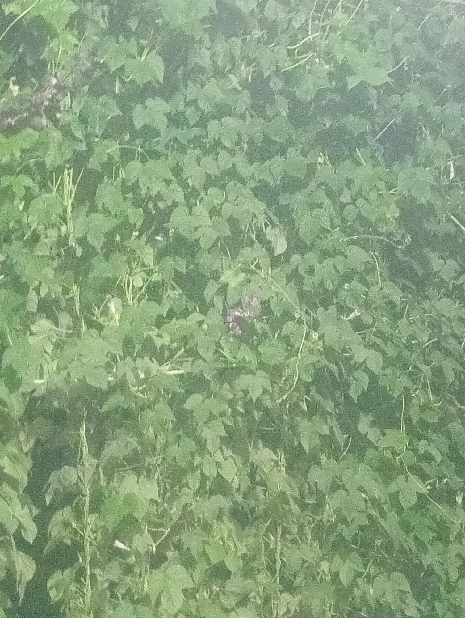 The image depicts a dense growth of green foliage, likely vines or a thicket of bushes. Several thin, light-colored stems or tendrils are visible intertwined with the leaves. In the upper-center portion of the image, a cluster of small, purplish-pink flowers is present, partially obscured by the surrounding leaves. The overall impression is one of natural vegetation. There are no discernible human figures, structures, or specific environmental features that would allow for identification of a precise location within Parça Xələc, Azerbaijan.