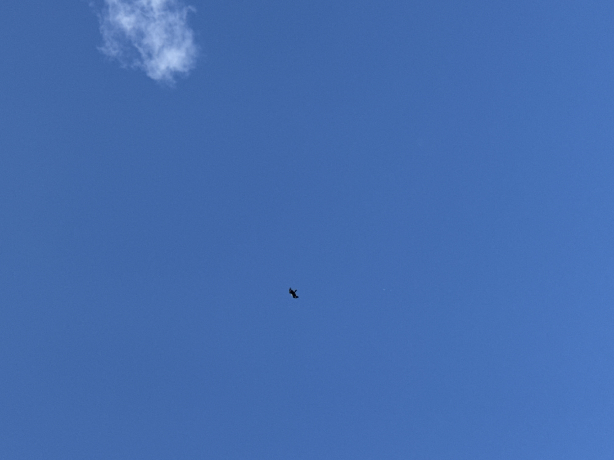 A lone bird in silhouette is captured mid-flight against a vast, clear blue sky. The bird, dark and small in the frame, appears to be a raptor with its wings outstretched in a soaring posture. In the upper right corner of the image, a small, wispy white cloud drifts lazily across the expanse of blue. The scene is devoid of any terrestrial elements, suggesting it was taken from a high vantage point or looking directly upwards. No specific landmarks of Prokopyevsk, Russia, are visible. The image is a snapshot of avian freedom against an endless sky.