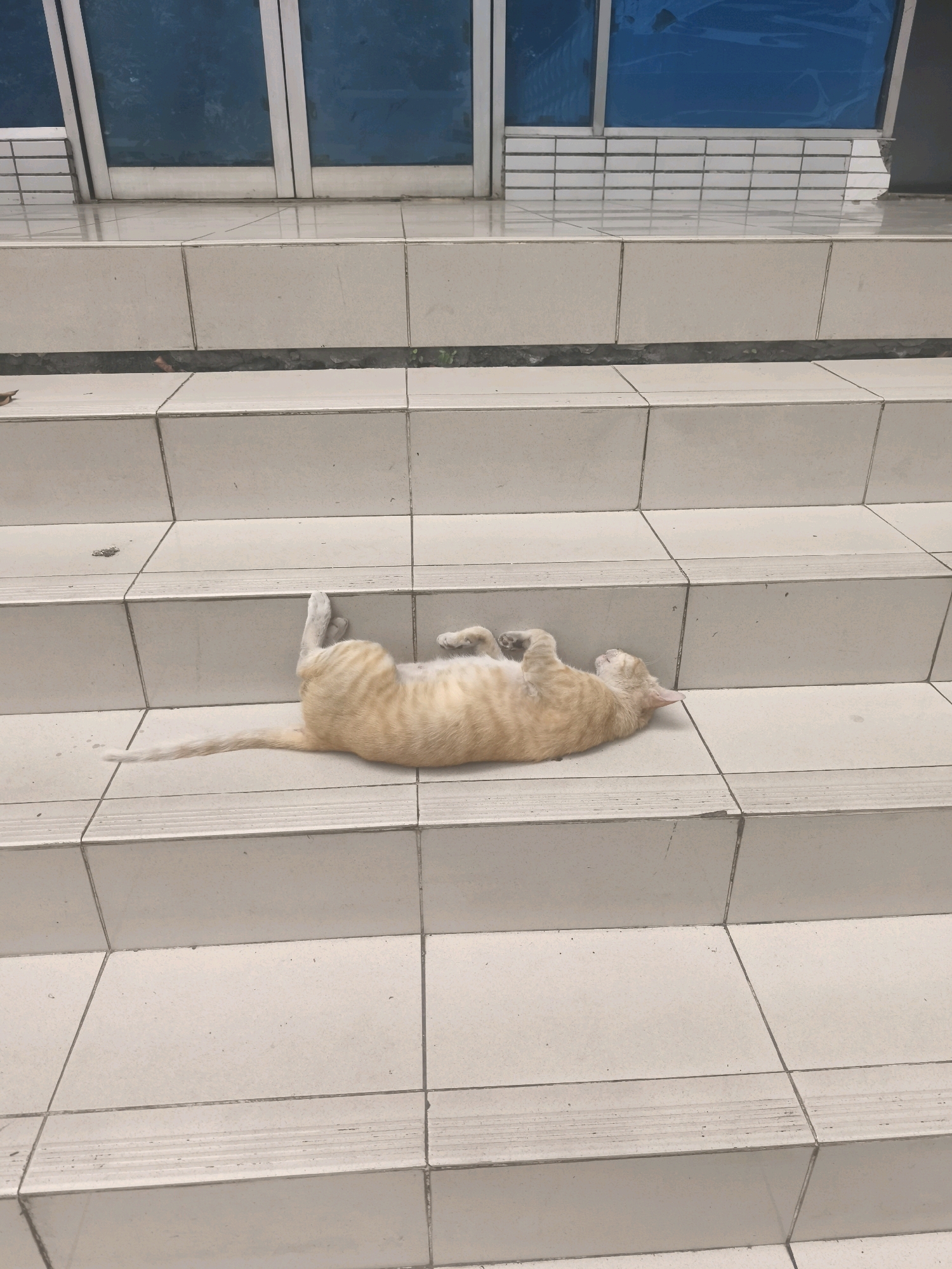 A light orange tabby cat is lying on its back on a tiled staircase, with its paws in the air. The cat appears relaxed and comfortable. The staircase is made of large, off-white tiles and leads up to a building with blue glass doors. The scene is outdoors, likely in a public area, given the tiled steps and building entrance. The image was captured in North Jakarta, Indonesia.