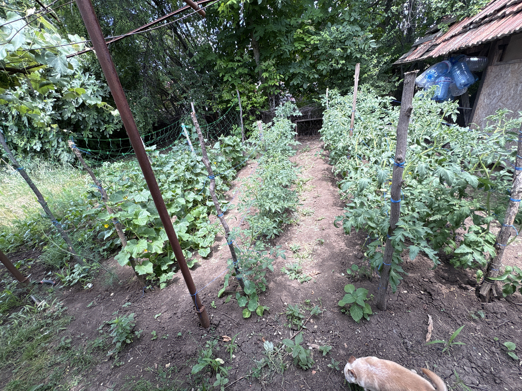 An outdoor, high-angle, eye-level shot depicts a garden with rows of tomato and cucumber plants in Baurene, Bulgaria. The garden features wooden and metal stakes supporting the plants, with blue twine used to tie them. A small, rustic shed with a corrugated metal roof is visible on the right, with several plastic water bottles hanging from its overhang. In the foreground, a light brown dog with its back to the camera is sniffing the ground. The ground is dry and cracked earth, with scattered weeds and dry leaves. Lush green trees and foliage form a backdrop to the garden. The overall impression is one of a rural, working garden.