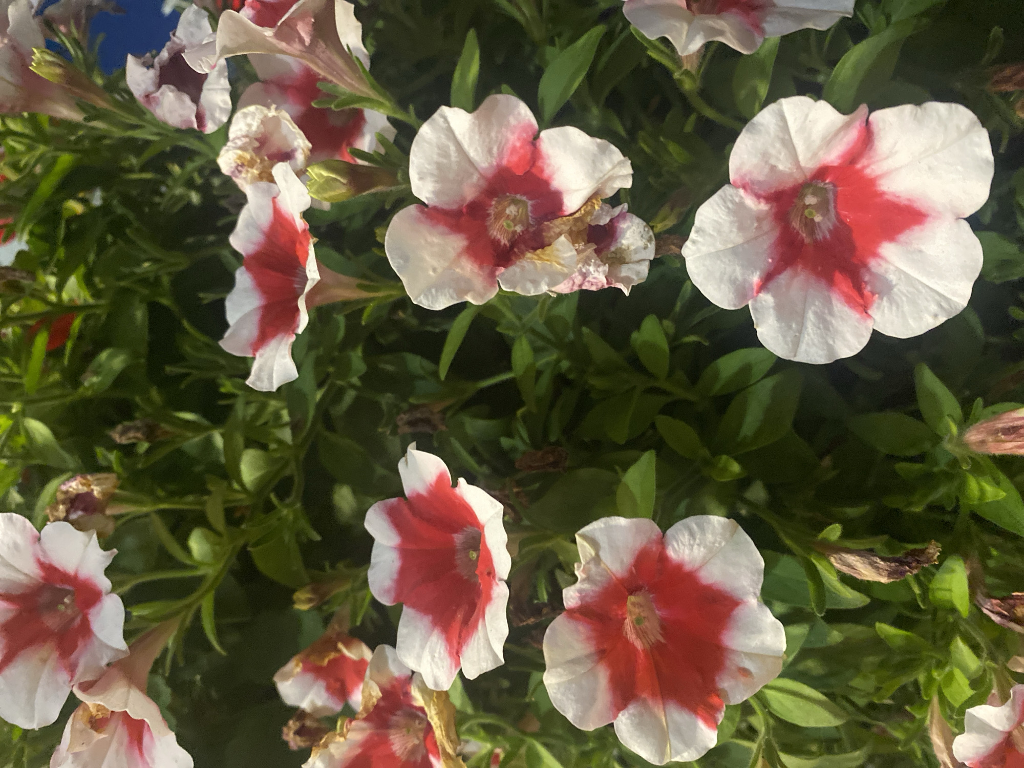 The image is a close-up, overhead shot of several red and white petunia flowers in bloom. The flowers are predominantly white with vibrant red markings radiating from the center of each bloom. Some of the flowers appear fully open, while others are partially closed or in bud. The background consists of lush green foliage and stems, creating a natural, garden setting. The lighting suggests it is daytime, with some shadows indicating the direction of the sun. The scene is located in Saint-Gabriel-de-Valcartier, Canada.