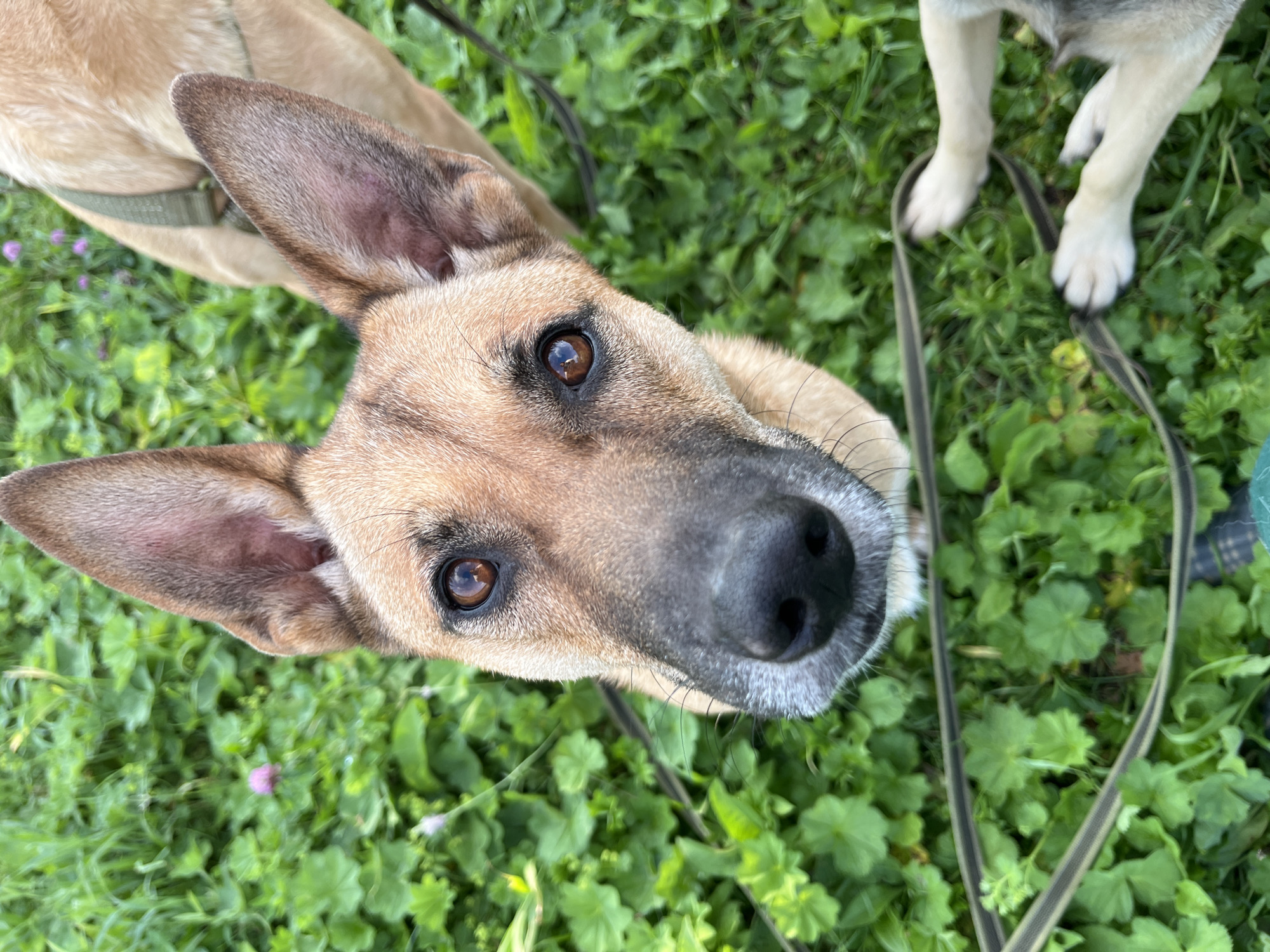 A close-up, high-angle shot captures the face of a tan German Shepherd dog looking directly at the camera. The dog's large, upright ears are prominent, and its amber eyes reflect the light. The dog's nose is dark and wet. The background is a lush green grassy area with some small purple flowers and a brown and green leash. In the lower right corner, the paws of another dog are visible, lying down on the grass. The scene appears to be outdoors, possibly a park or backyard, with no discernible urban features in the immediate vicinity. The image does not contain any information that would allow for its localization to Nizhny Tagil, Russia.