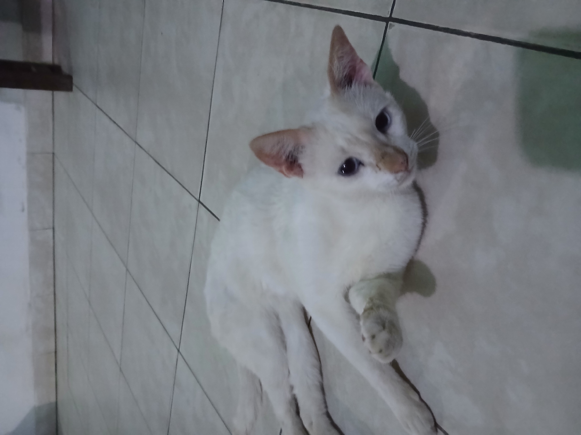 The image shows a white cat lying on a tiled floor. The cat has light-colored ears, a beige nose, and blue eyes. The floor is made of square tiles with dark grout lines. The cat is lying on its side with its front paw curled. The location is unspecified, but the prompt mentions the city of Juan Griego, Venezuela.