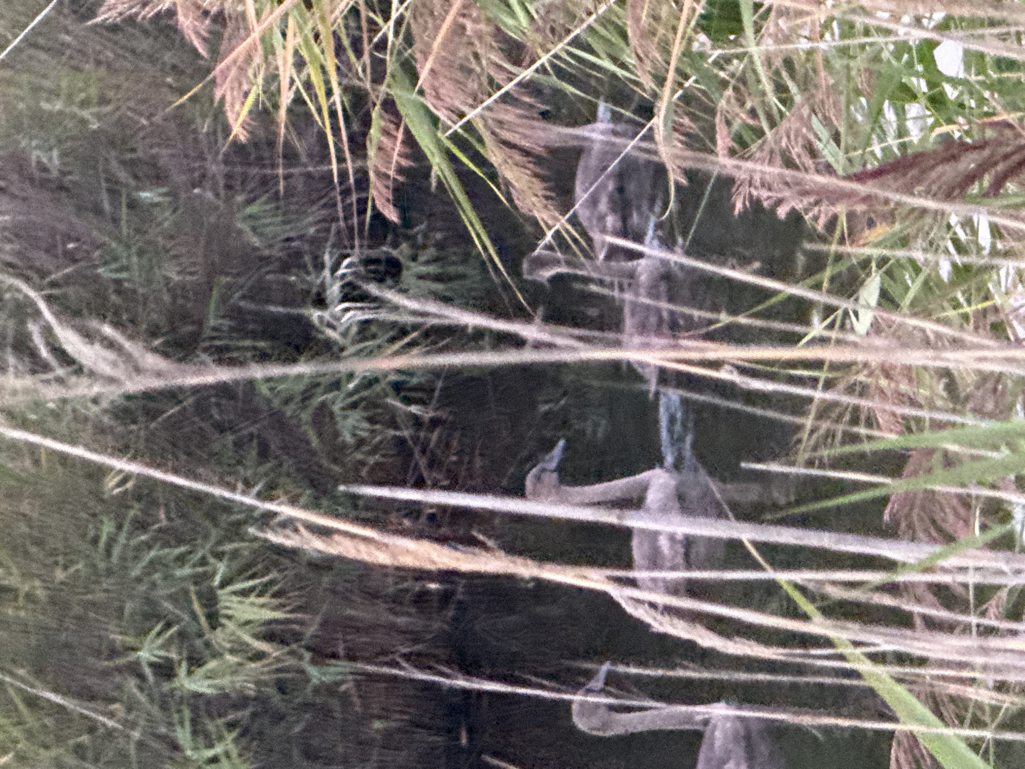 The image shows a body of dark water with several young swans, or cygnets, swimming amongst reeds and tall grass. The cygnets are greyish-brown and appear to be in various stages of swimming and preening. The water is calm, and the background is filled with dense green vegetation, suggesting a natural environment. The lighting is somewhat dim, possibly indicating early morning or late evening. The scene is likely a natural habitat within or near a rural area, consistent with the location of Урожайновское сельское поселение, Ukraine, which is known for its agricultural lands and natural water bodies.
