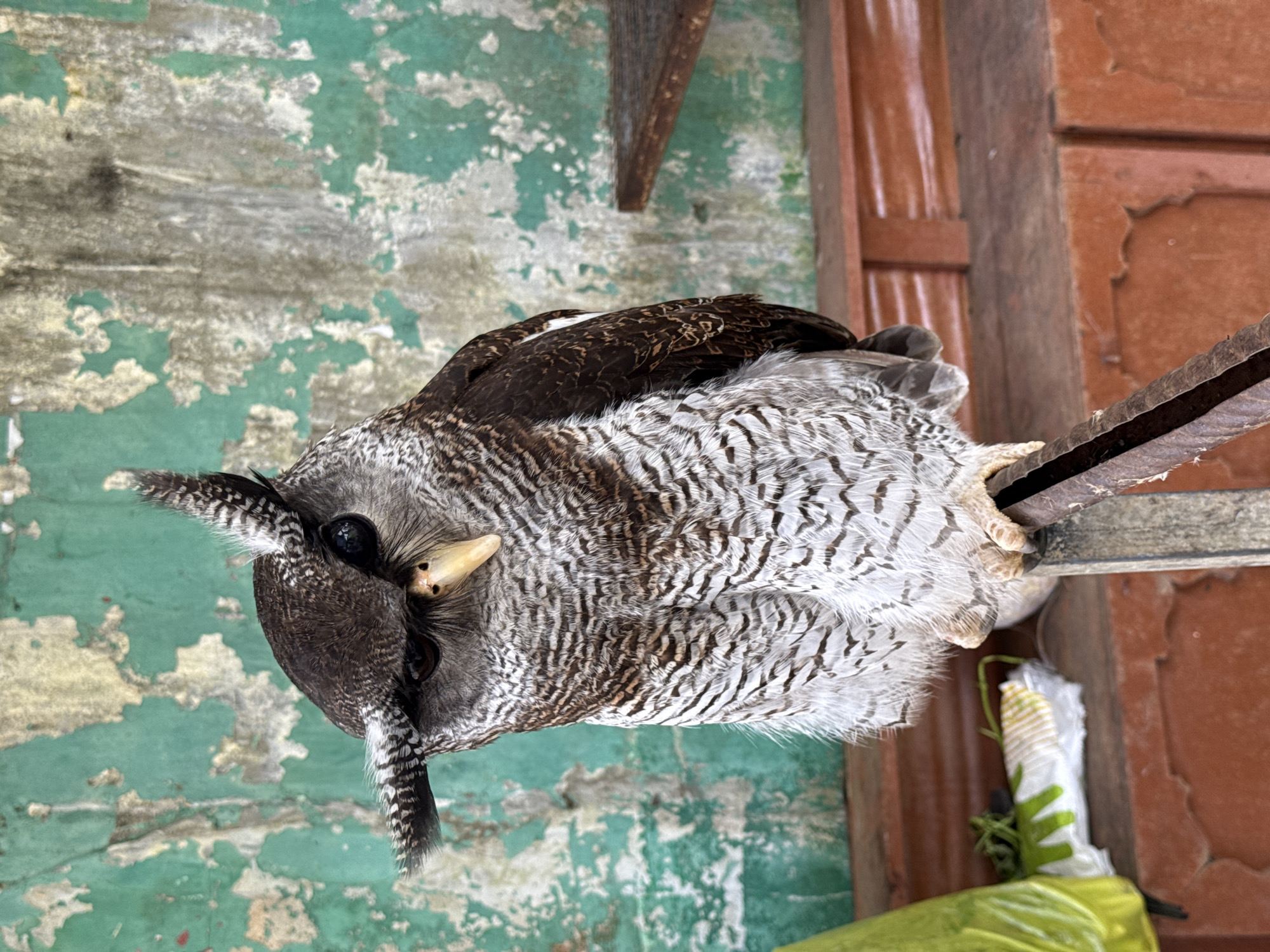 In Baturiti, Indonesia, a barred eagle-owl is perched on a rustic wooden beam against a peeling, teal-green wall. The owl's dark eyes and distinctive ear tufts are prominent. Its feathers display a complex pattern of browns and whites. In the foreground, a yellow plastic bag and some wrapped items lie on a reddish-brown surface, suggesting an outdoor setting or a covered area.