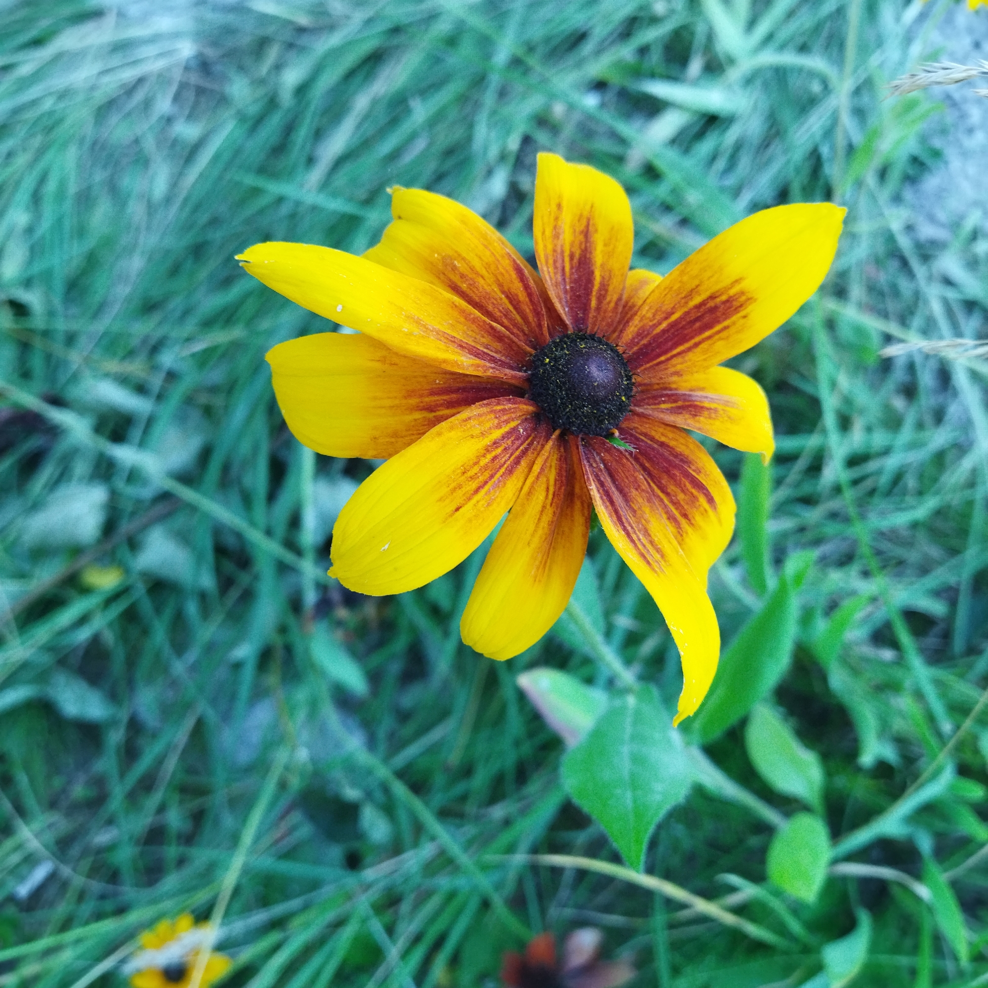 A close-up, high-angle shot shows a single black-eyed Susan flower with yellow petals and a dark brown center, set against a blurred green background of grass. The flower's petals are a vibrant yellow with striking burgundy streaks radiating from the center. Some petals are slightly curled, and a few tiny white specks are visible on them. The central disc is textured and dark, hinting at the flower's reproductive parts. The surrounding grass is out of focus, creating a soft, natural setting. In the lower left corner, a hint of another small yellow flower with a dark center is visible, also blurred. The overall lighting suggests an outdoor, daytime scene.